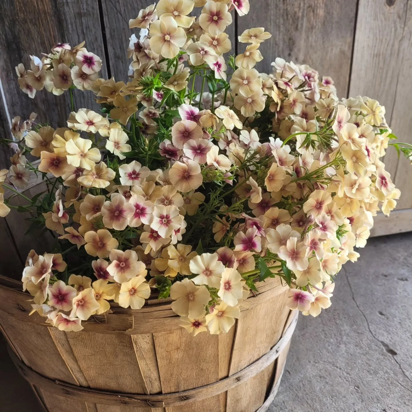 Beautiful fall flowers 💕
Scroll through to see the flowers that went into last week's fall subscription bouquet - and the finished bouquet!
It's been a tricky season, with fewer blooms than usual, but some of the new-to-me blooms have performed well