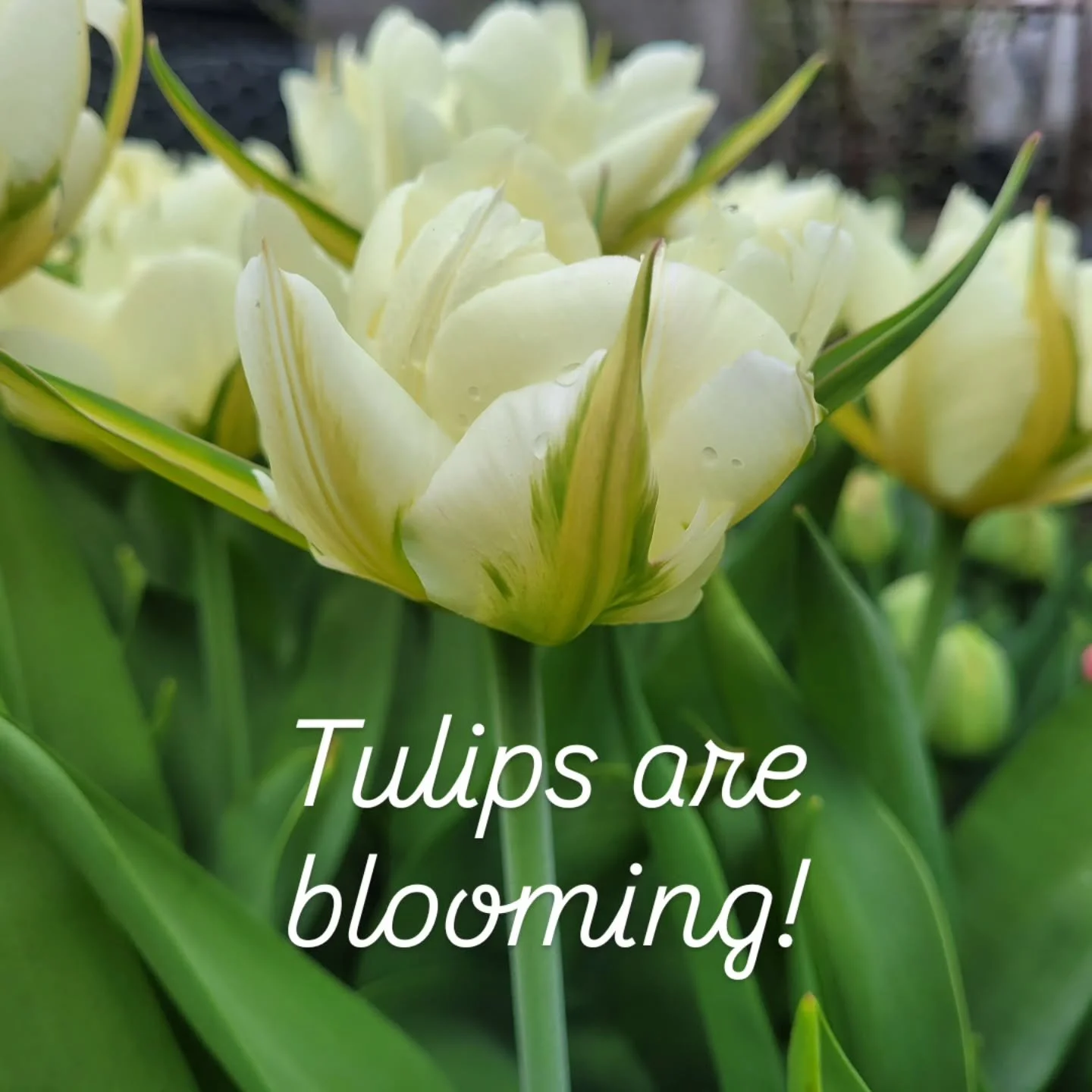 Tulips are here! Available exclusively through Spring subscriptions and Mother's Day orders on my website. Don't miss out!!