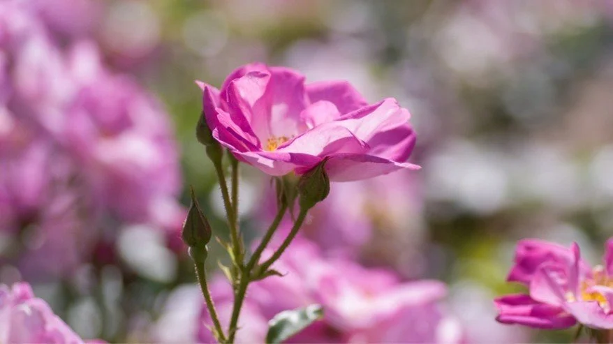 ALBION Pop-up Experience