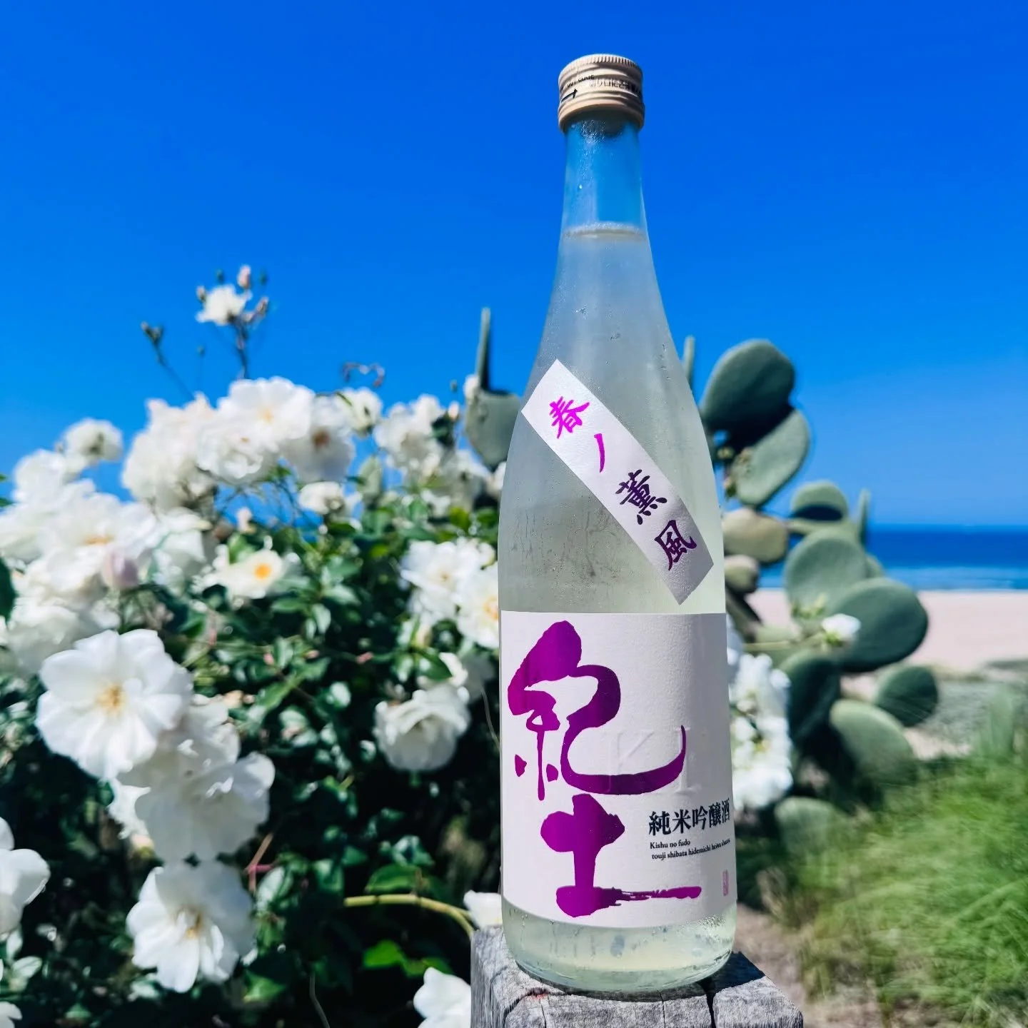 KID Spring Nama &ldquo;Haru no Kunpu&rdquo;🤍

Here is the producer&rsquo;s comment for this year&rsquo;s release📝: (Japanese text follows English)

As we move into the latter half of the brewing season, the 2025 vintage is becoming clearer. This ye