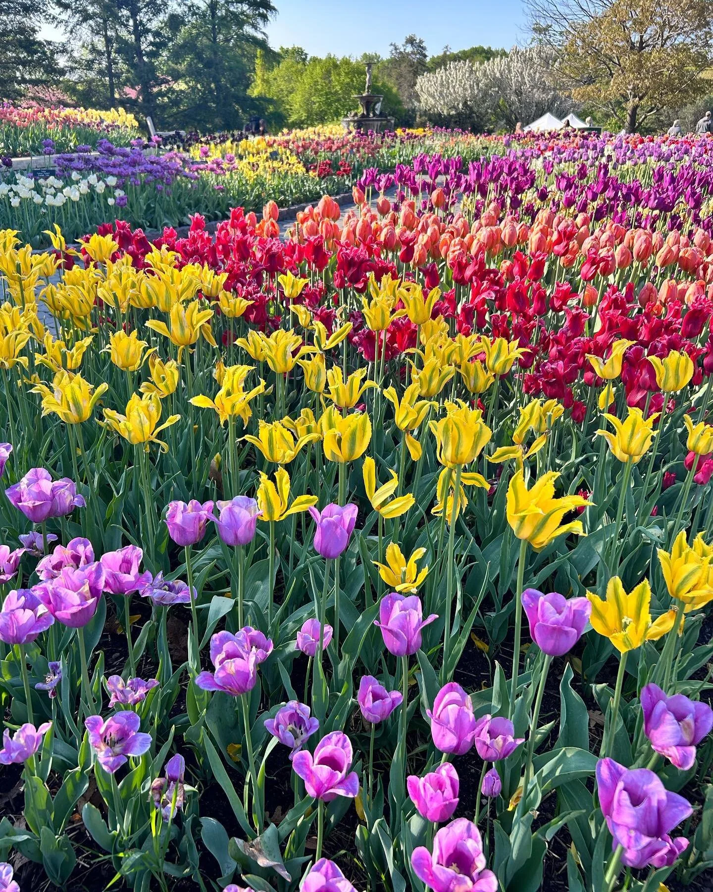 We&rsquo;re back to our summer schedule!  Come see us at the MN Arboretum&hellip;.the tulips are in full bloom. 🌷