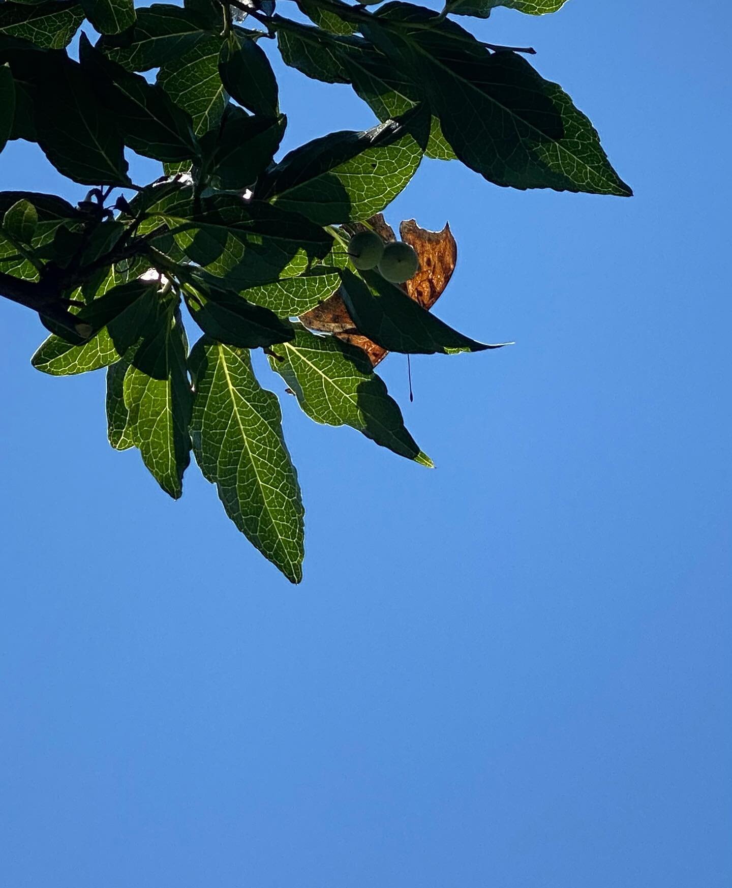 While laying under this tree on a beautiful day, this butterfly kept flying around me and then landed right above me. After zooming in for details and a google search I think it&rsquo;s a Comma butterfly. 🔍