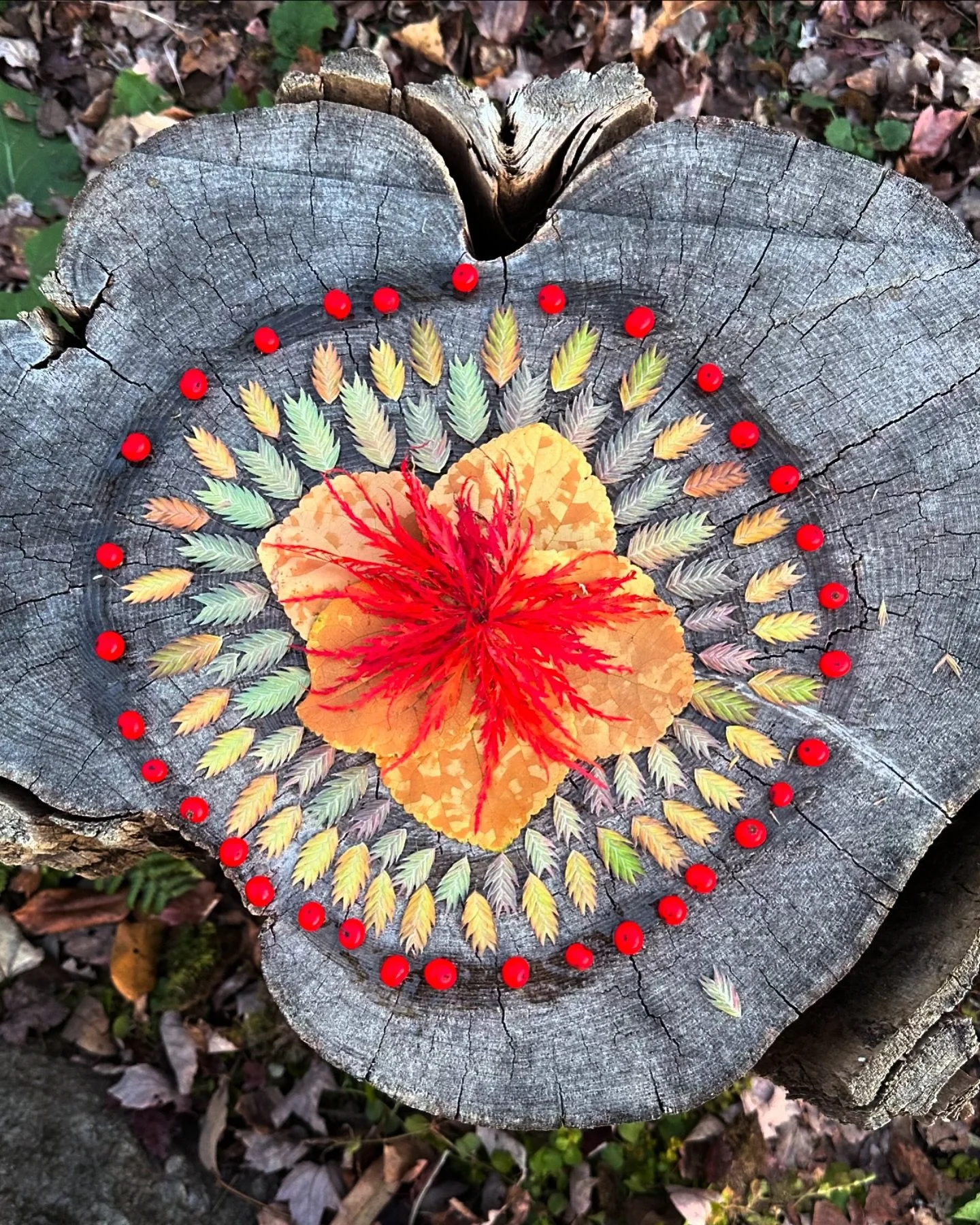 Nature&rsquo;s gentle reminder: even in transitions, beauty can be pieced together from the simplest parts. Every detail matters. 🍃🍁🍂

What do you notice?