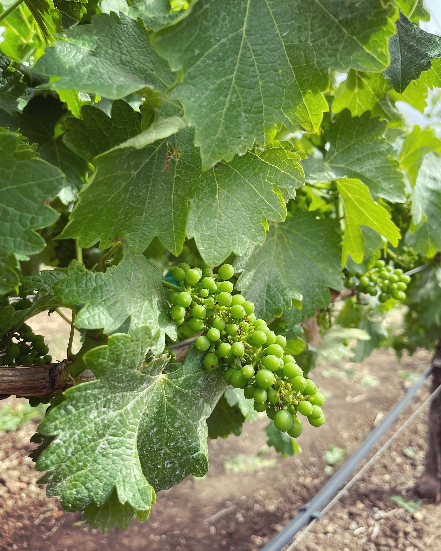 The Sauvignon Blanc is developing beautifully!
.
.
.
#sauvignonblanc #drycreekvalleywine #drycreekvalley #winegrapes #vineyard #sonomacounty