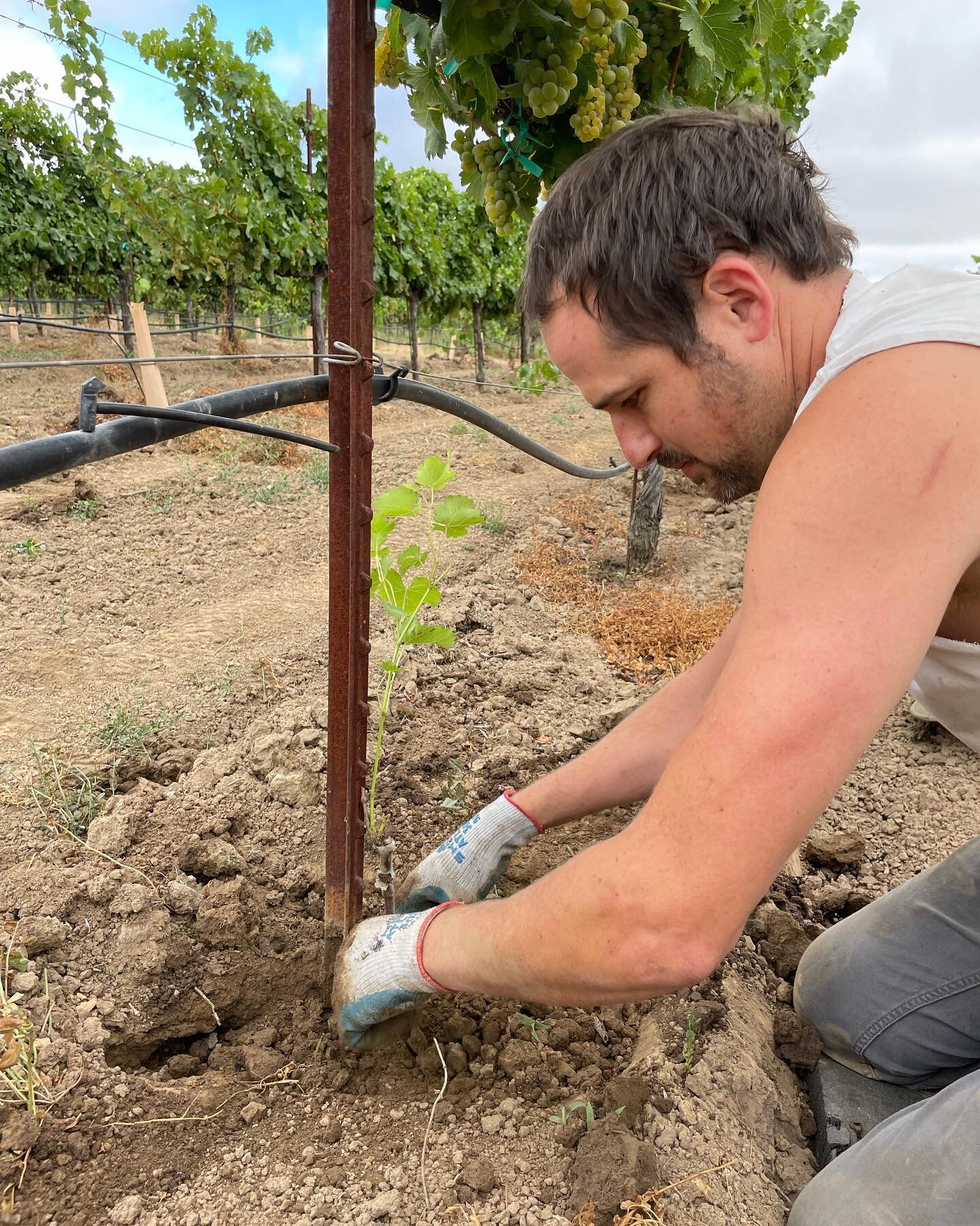 Today Tom and the crew planted 120 Viognier grapevines to replace the few we had lost throughout that acreage over the years. It&rsquo;s a pretty simple process, just dig a hole, throw in a fertilizer cube, a mycorrhizae fungi packet to aid root deve