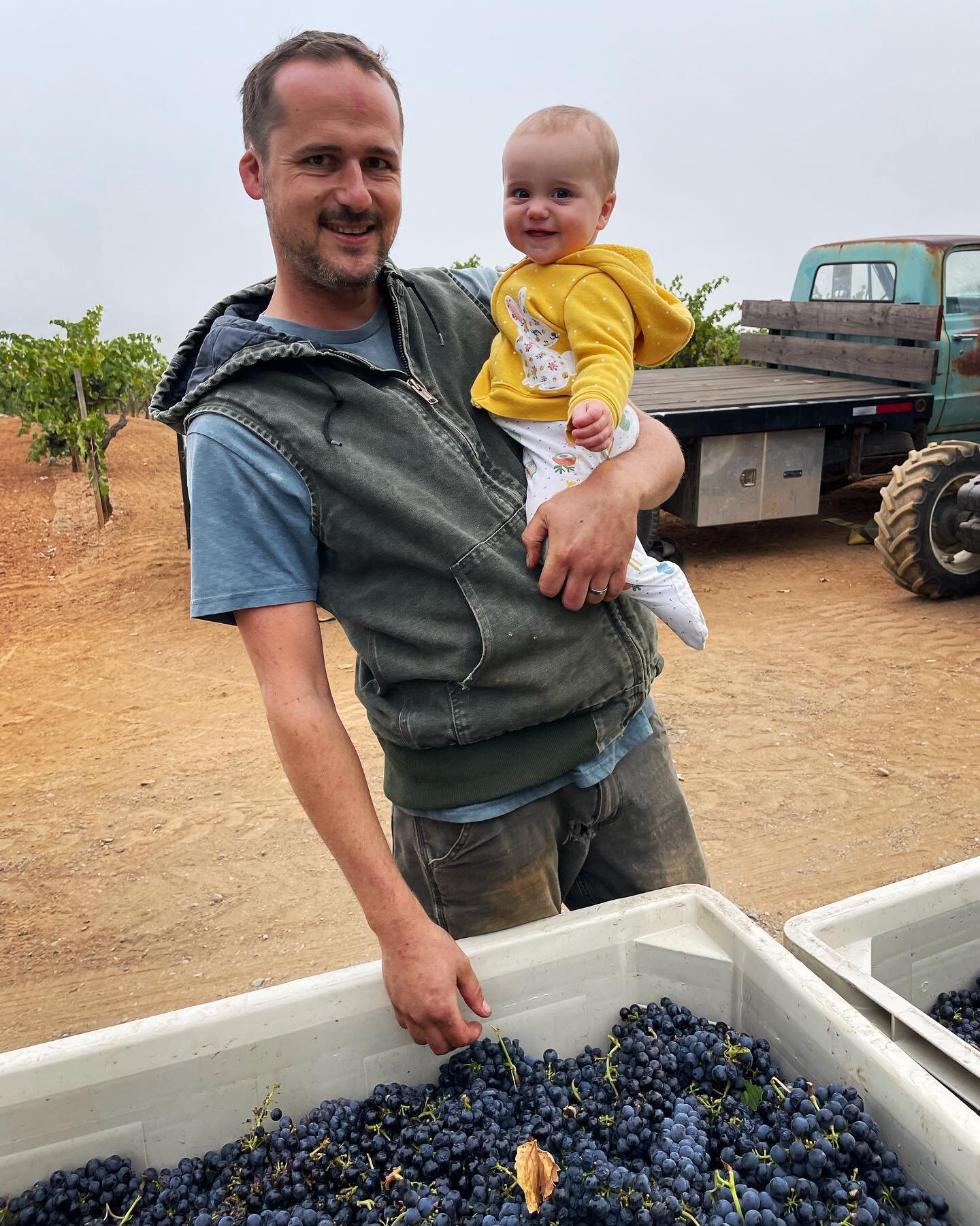 Harvest started for us started last Friday morning when we handpicked a few tons of our old vine Zinfandel for Seghesio Family Vineyards. It was Tom&rsquo;s first harvest being charge of it all and our daughter Lillian&rsquo;s first harvest ever! Thi