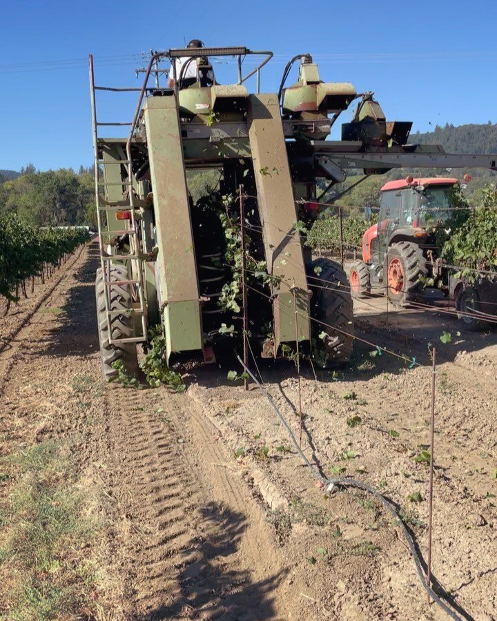 Last night and in to this morning we machine harvested all of our Merlot (40+ tons!) with Captain Tom at the helm. This is the second year we&rsquo;ve used our own harvester and couldn&rsquo;t be happier with it! 
.
.
.
#drycreekvalley #healdsburg #h