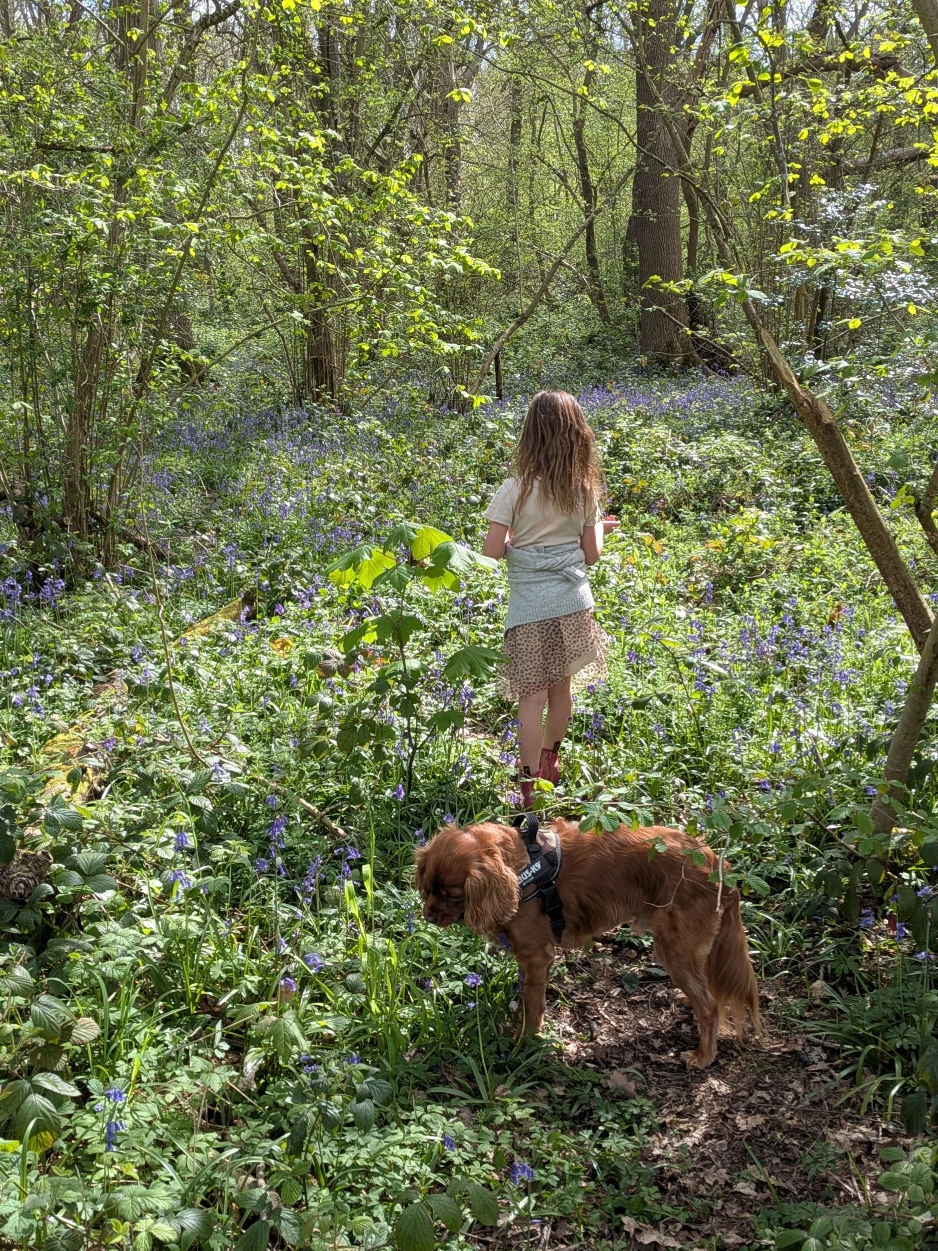 daughter and dog bluebells Nottingham