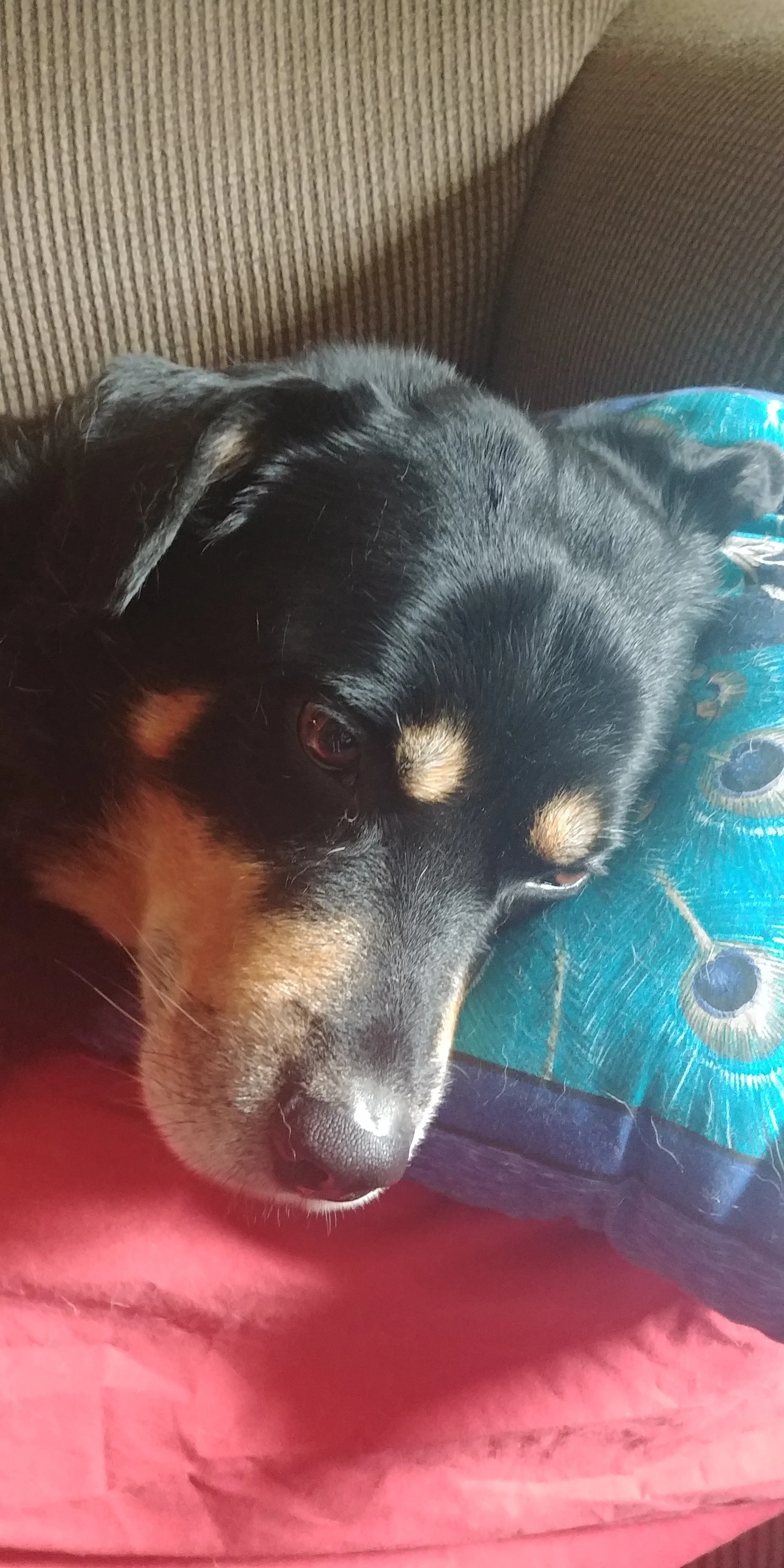 20180815_131149.jpg