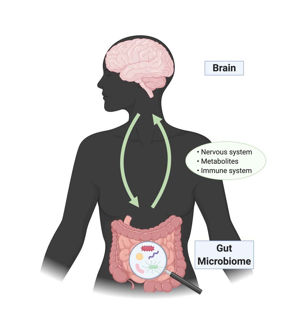 The Gut-Brain Connection & Mental Health — MiNDS