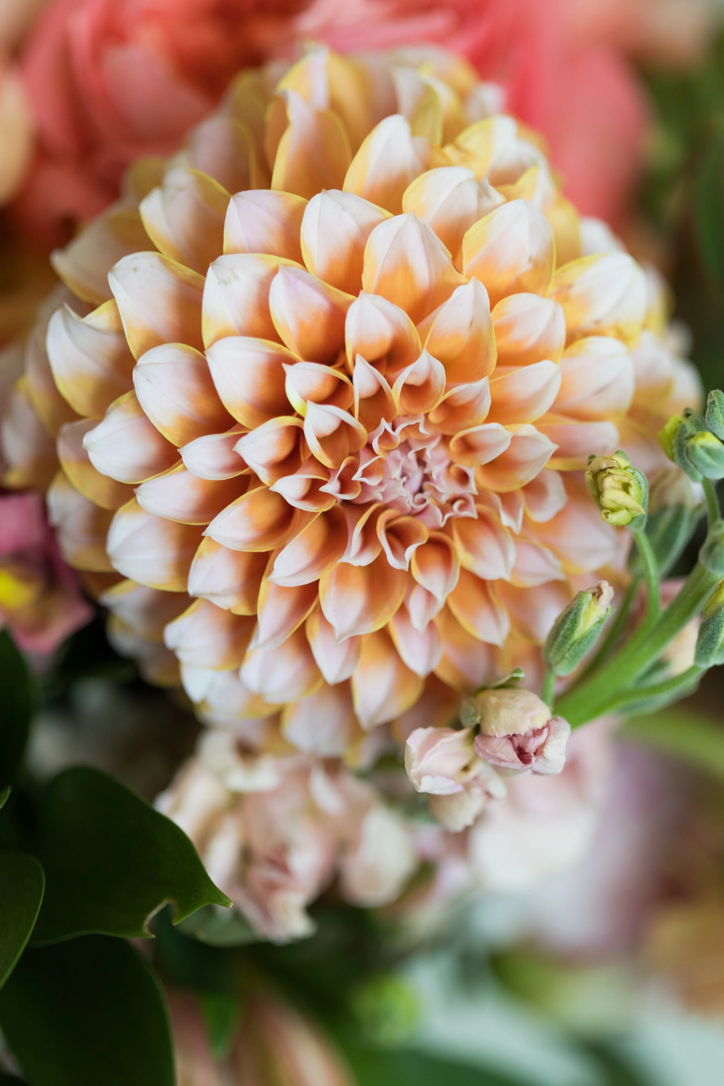 Hello, Dahlia