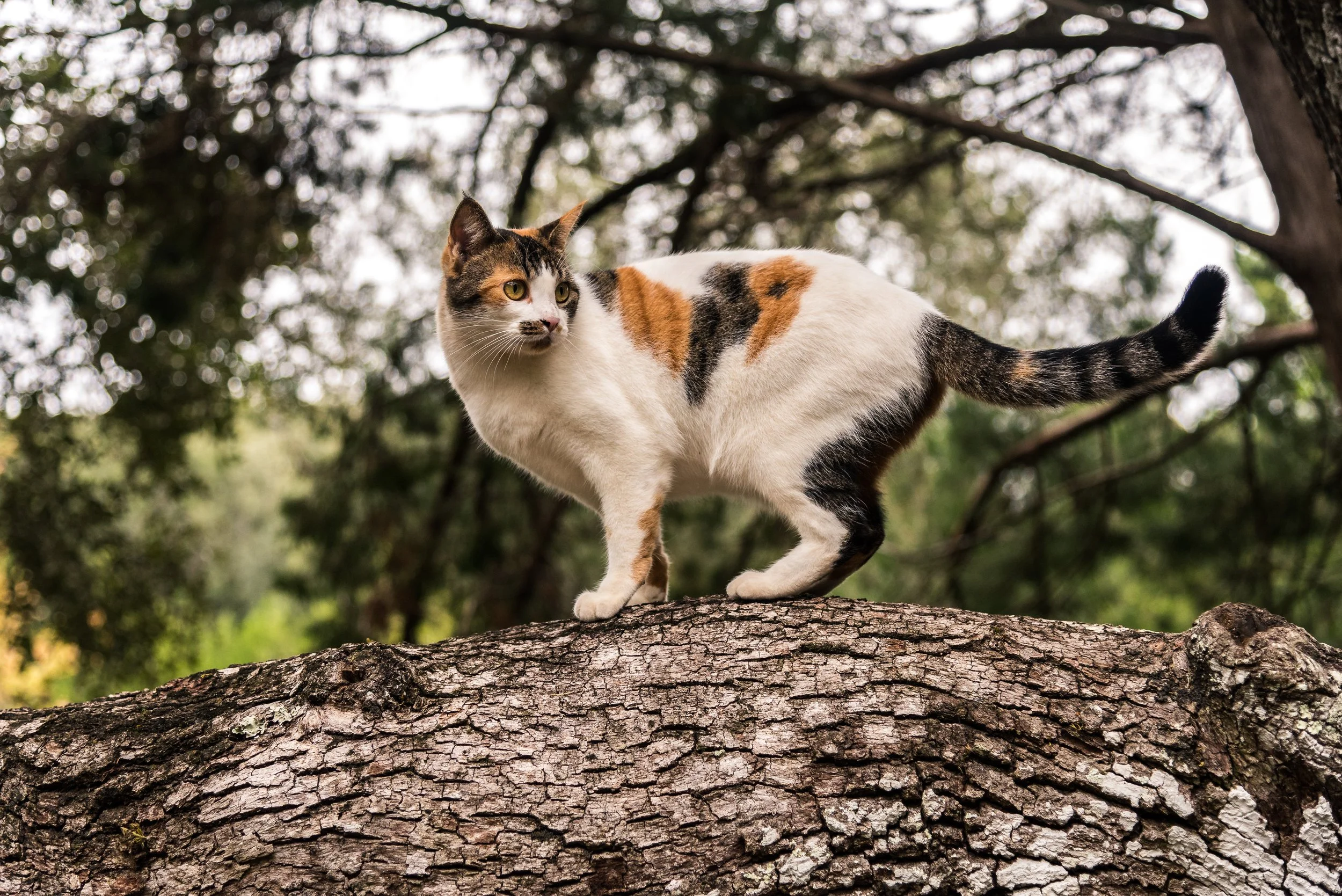 Nature 4.jpg
