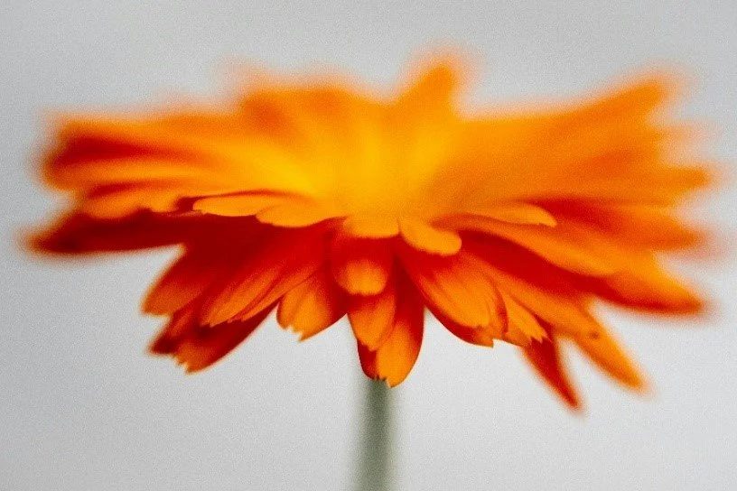BITTERNESS: Protection, Poison, or Pathway to Growth?
