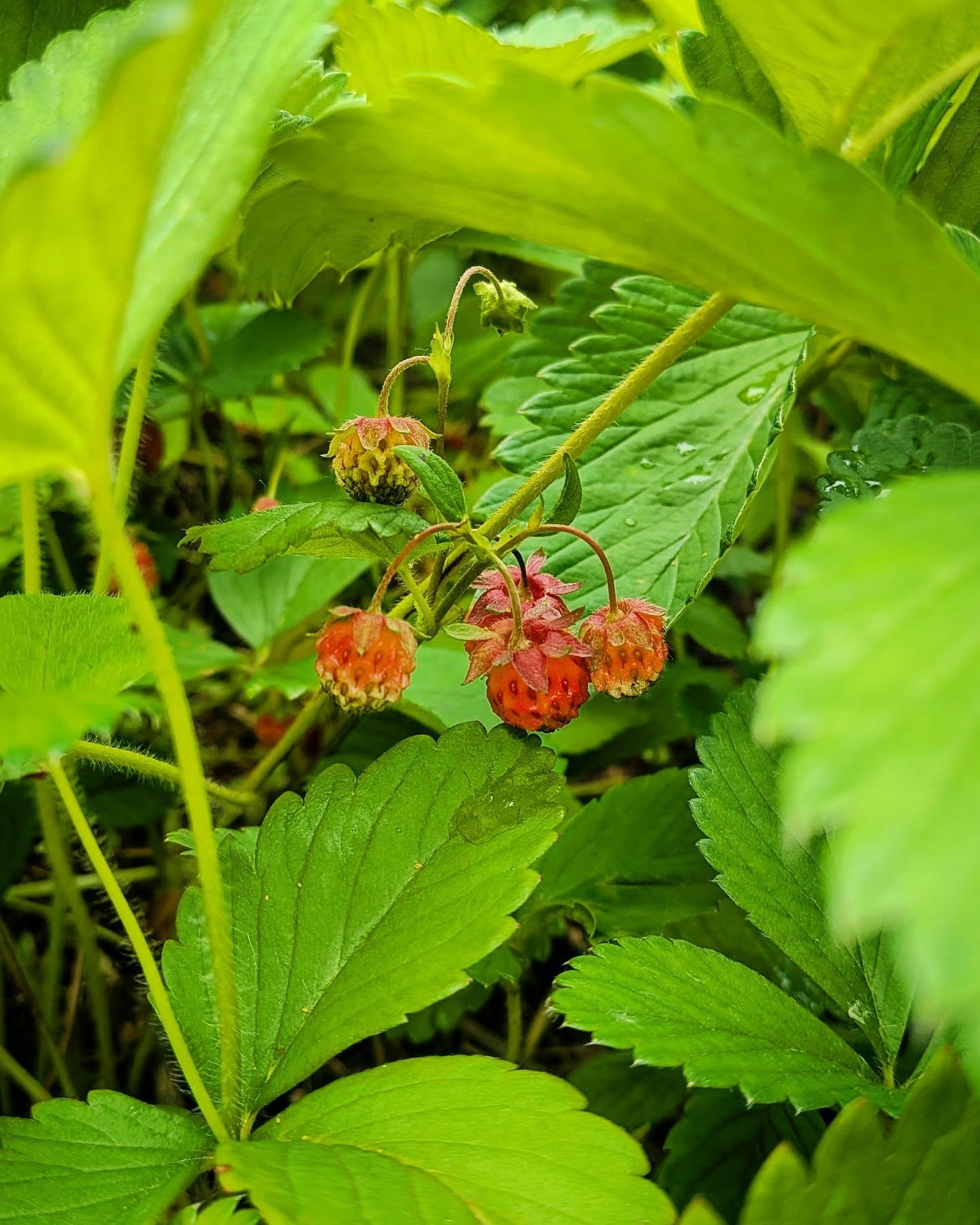 Sometimes it takes a few growth cycles to see the fruit. 🍓✨🍓✨🍓

If you're waiting, it's not empty.
If you're weeding, it's worth it.
If you're wondering, it all adds up to something sweet...

The strawberries are finally poppin outside on the pati