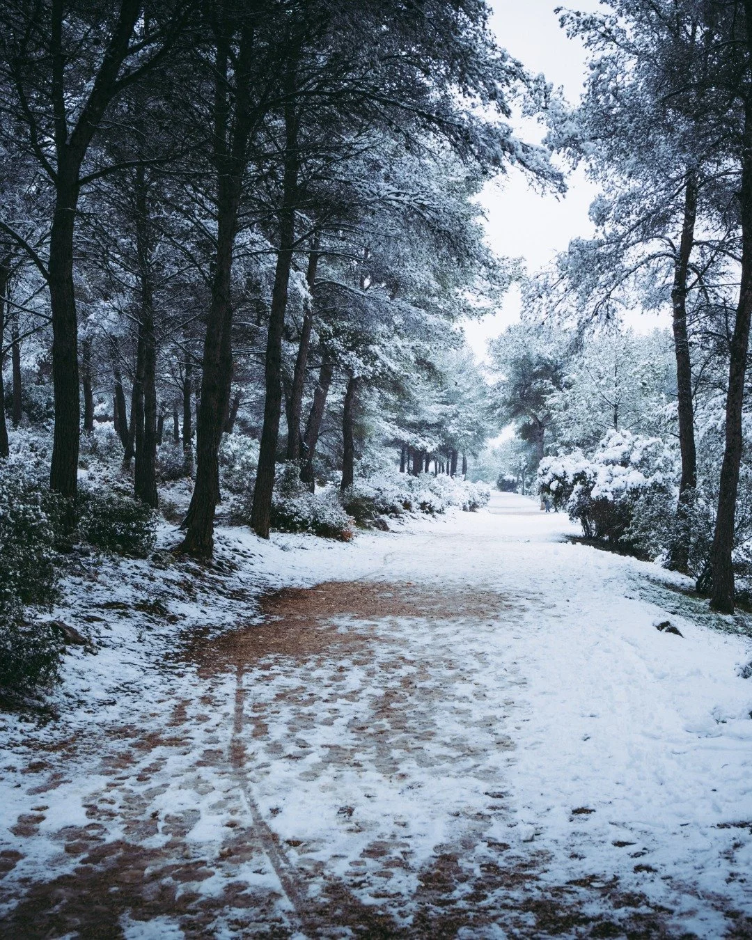 It was a busy week for many of us celebrating gratitude and family, and it has ended in a snowy landscape. 

The ground is fresh and bright, like a fresh canvas on the eve of a new month. As we greet this new month, how are you moving on your path fo