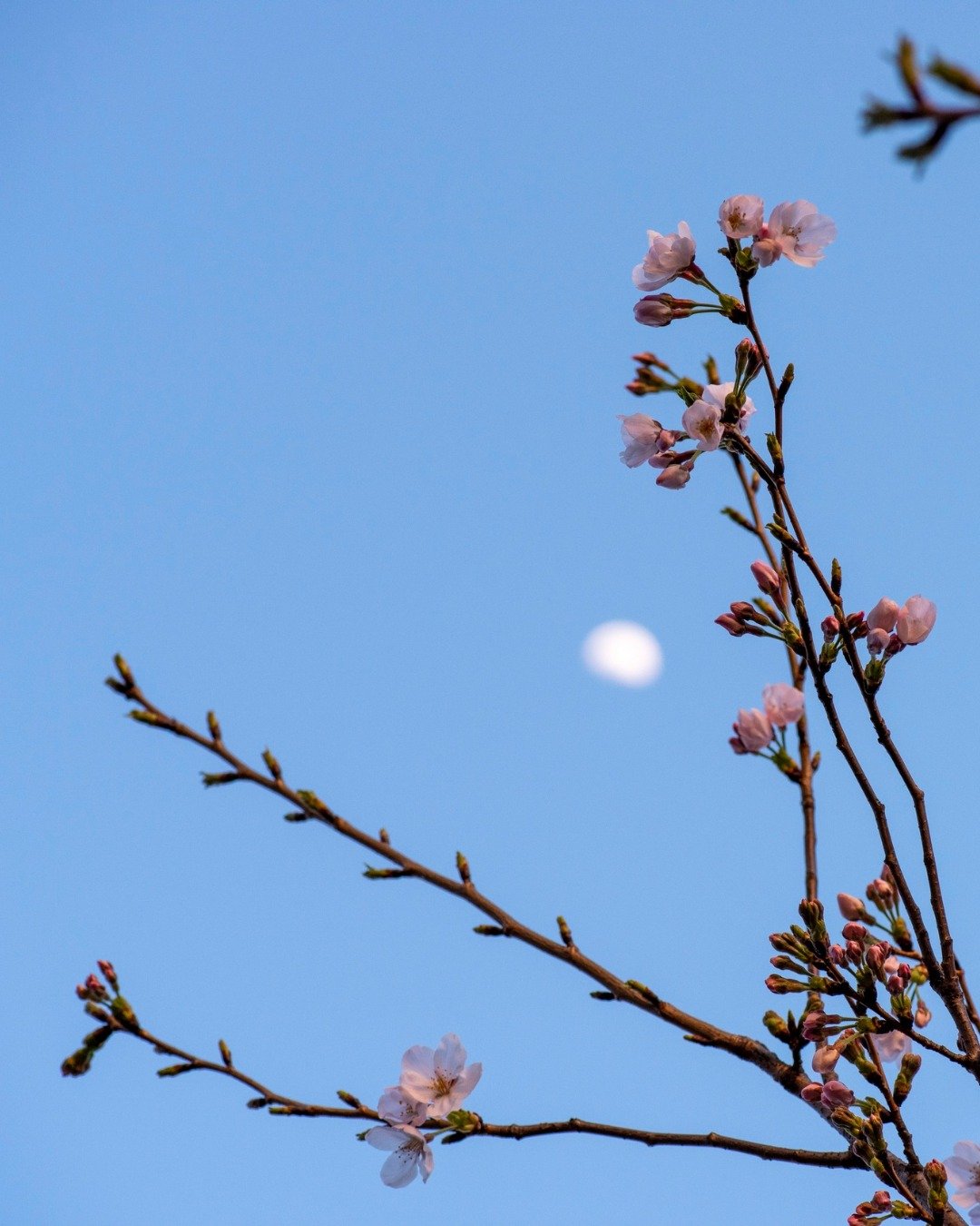 What inspires you?  What builds you up?  The moon is waxing or appearing to grow bigger as we move towards a full moon on May 1st, and this can be a good time for building up your resources as well. 

OJAS is the word in Ayurveda for the underlying n