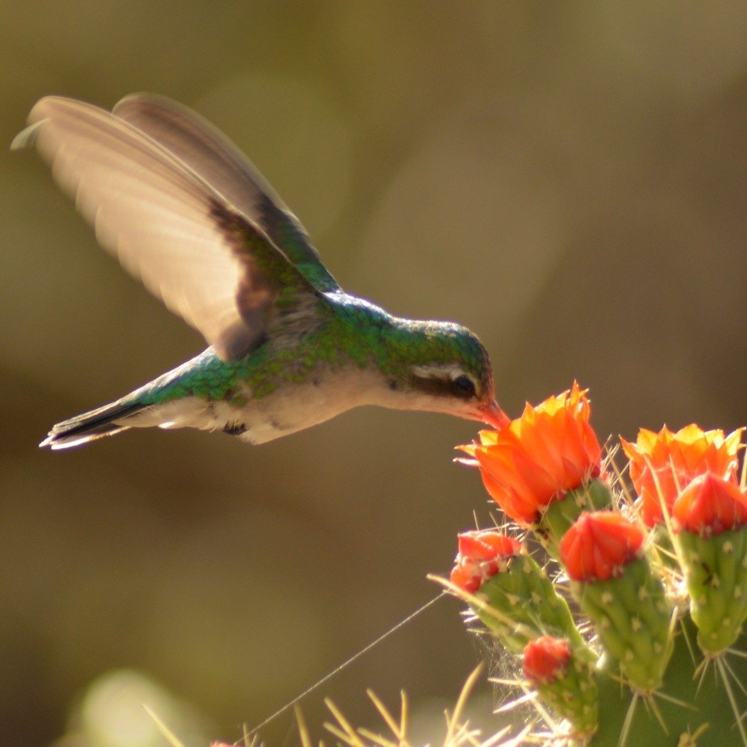 How a simple, devoted Hummingbird restored my HOPE

"I visited my parents in Lake Havasu, Arizona this past February.  There is a small, volunteer-built cactus garden in the state park near their home.  Growing up in Minnesota with lush black di