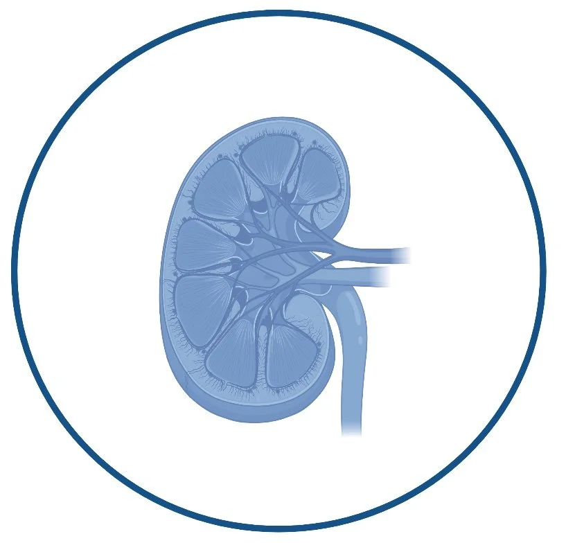 Nephrology icon.jpg