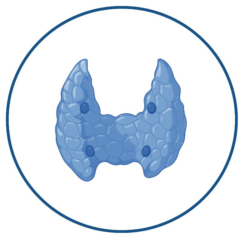 Endocrinology icon.jpg