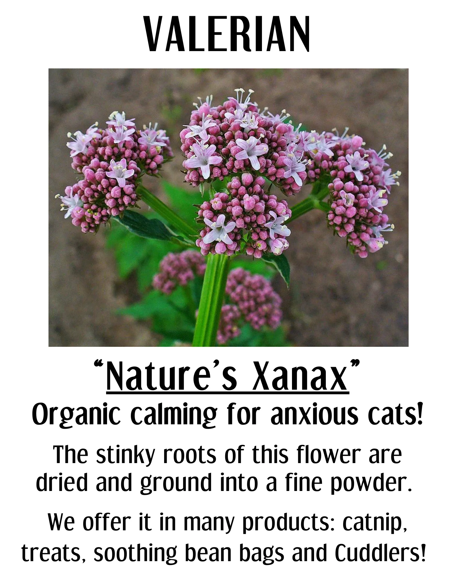 Cat Nip