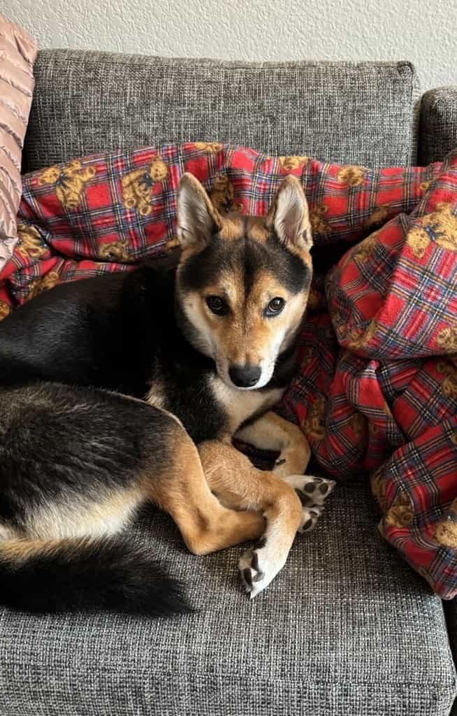 Atlas the Sales Recruiting Dog