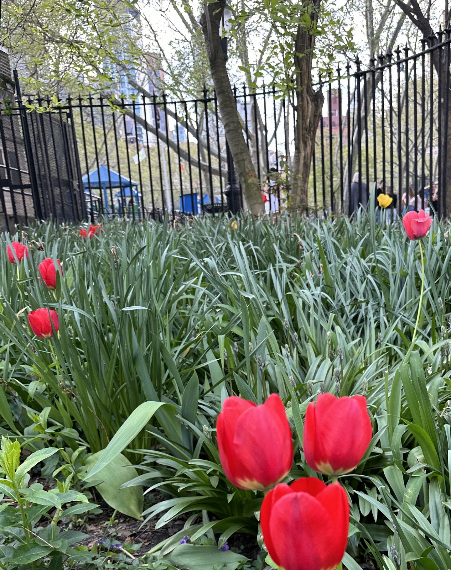 More tulips are rising in the public St. Vartan Park garden (pictured this afternoon). To learn more about the garden and flowers in the green space, please visit the Garden and Flowers pages of the St. Vartan Park Conservancy website (link in bio).