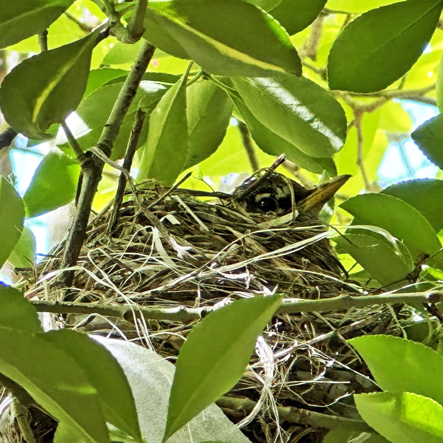 This morning in the St. Vartan Park garden, we checked in on this robin's nest. For the second straight spring, we've been teaching garden visitors from a respectful distance about the stages from robin's nest creation through the full fledgling stag