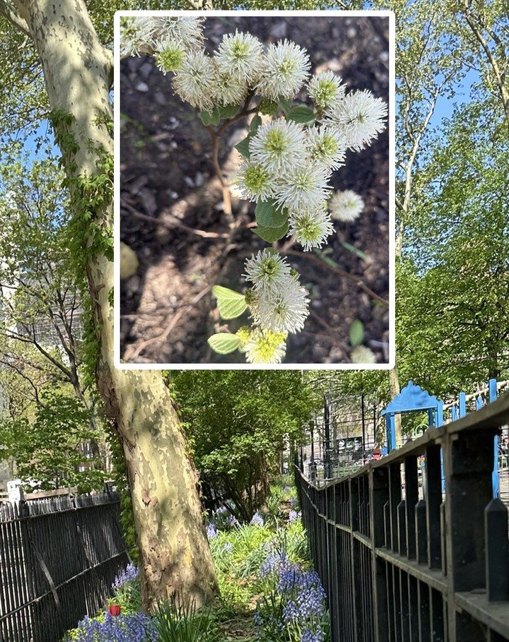 We've added fothergilla shrub flowers&mdash;from today (inset) in St. Vartan Park's eastern 35th Street plant bed (background)&mdash;as the park's 25th flower type featured on the Flowers page of the St. Vartan Park Conservancy website (link in bio).