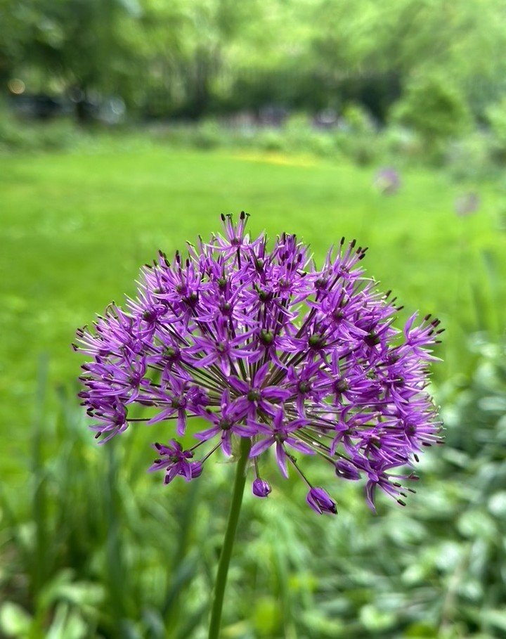 Allium&mdash;here today in the St. Vartan Park garden&mdash;and many other types of flowers continue to bloom in the park. Learn about the St. Vartan Park Conservancy-stewarded garden on the Garden page of the Conservancy website (link in bio).
