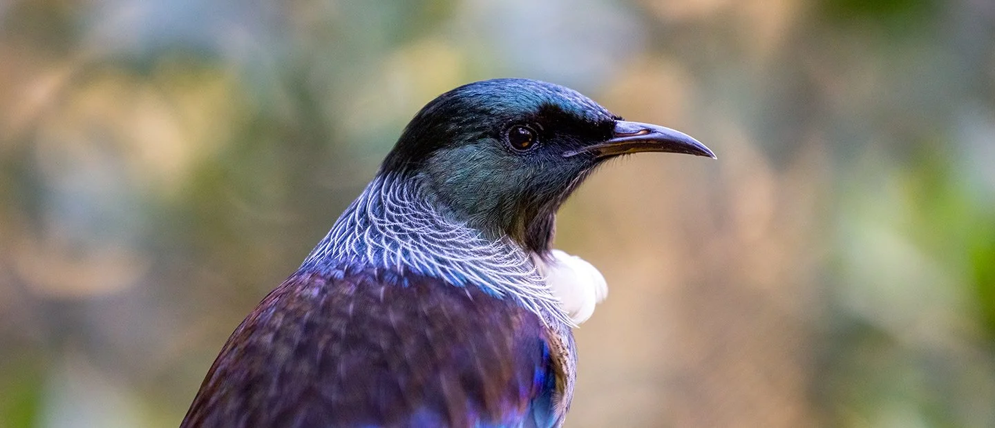 Close-up of a colorful bird with a black head, dark beak, and iridescent feathers against a blurred natural background.