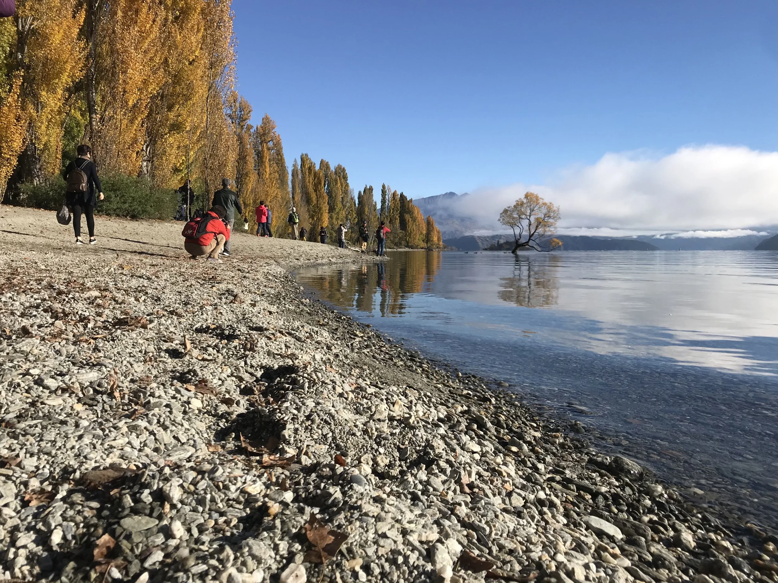 Taking a photo of the Wānaka Tree while on a private tour with New Zealand Private Tours