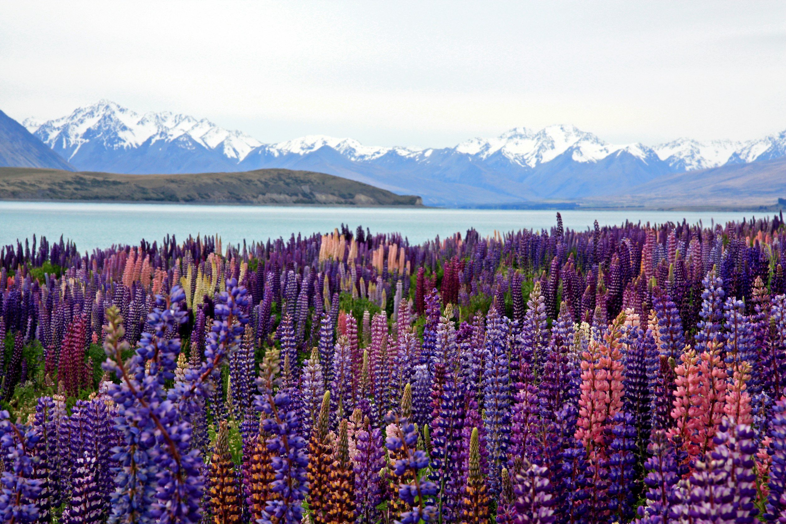 Colourful lupins flowering beside Lake Tekapo during late spring
