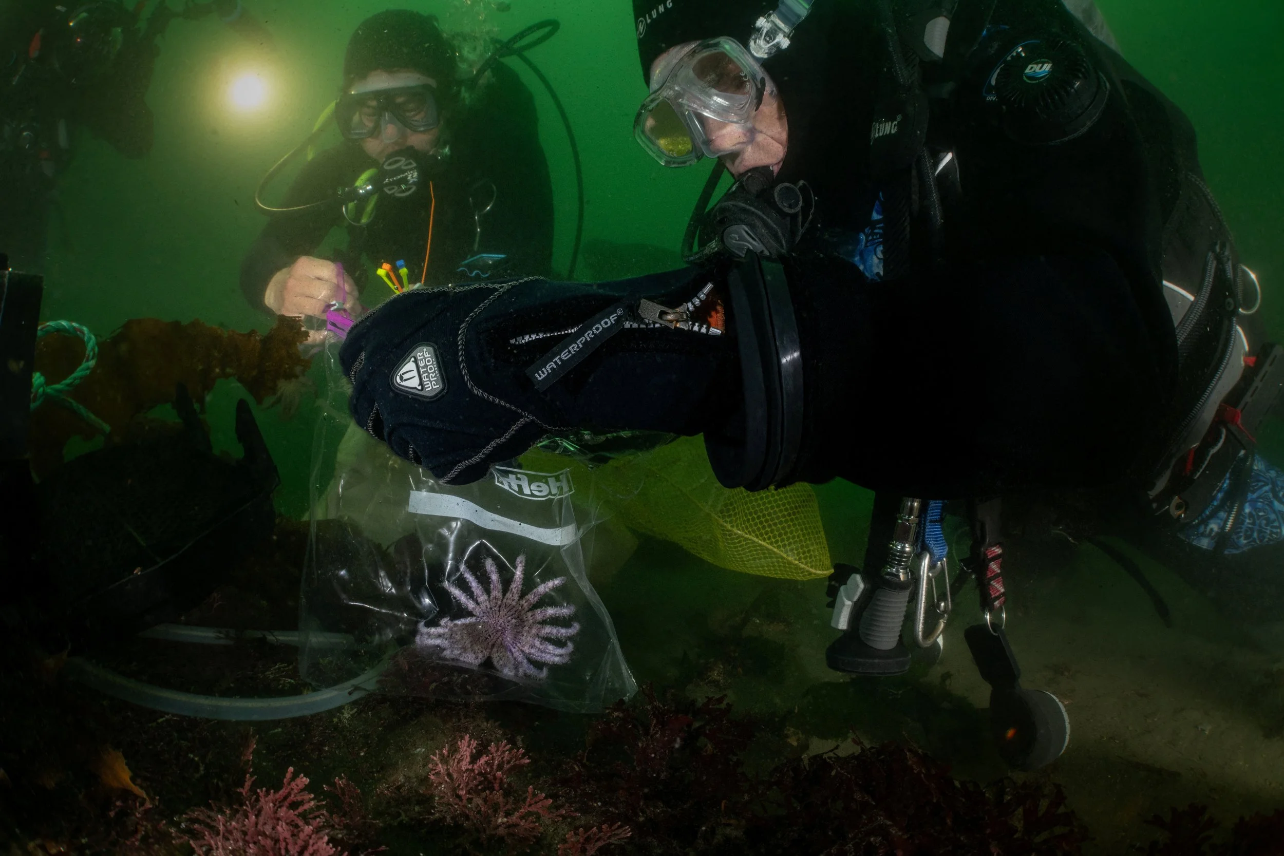 First Temporary Experimental Outplanting of Sunflower Stars in California Marks Major Milestone in Ocean Recovery