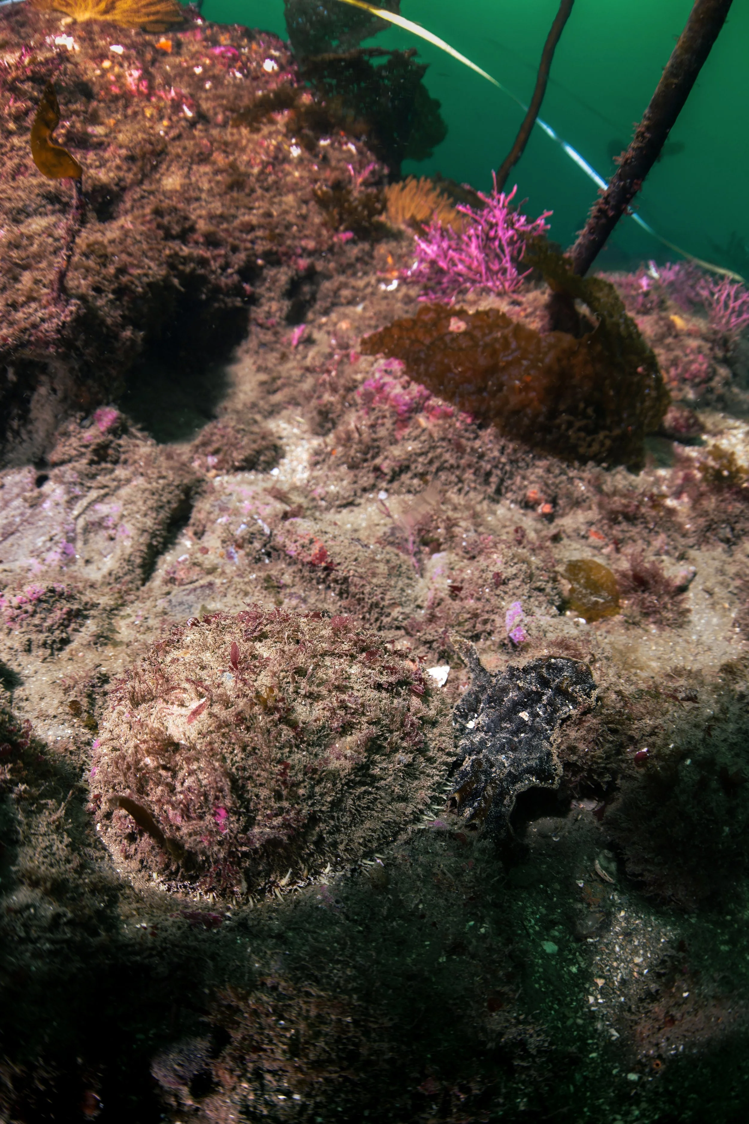 A wild white abalone is found during an outplanting of juvenile Abalone in Southern California. Copyright Reuven Bank