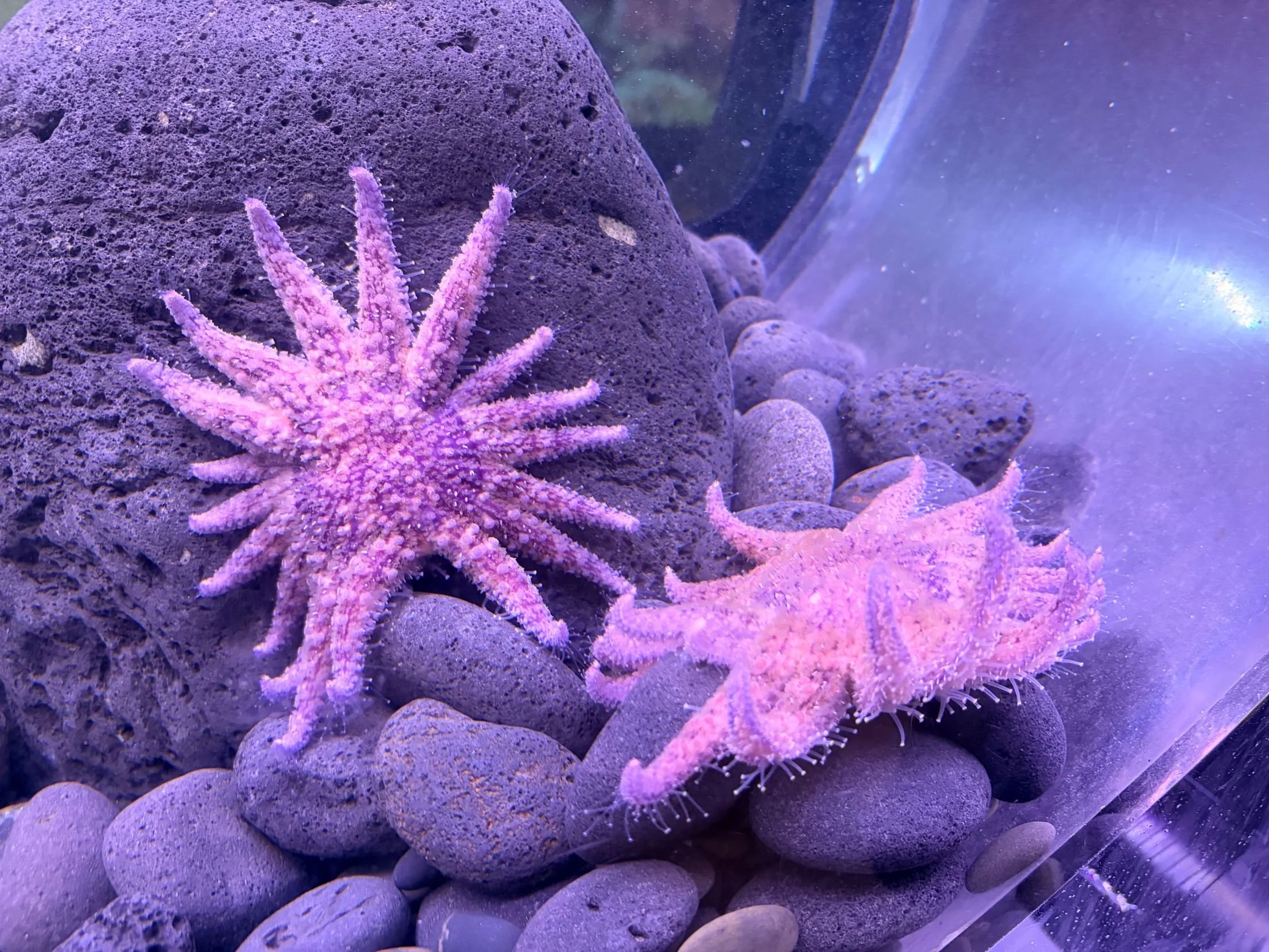 Sunflower Stars at the Sea Center by Maxwell Rudelic.jpg