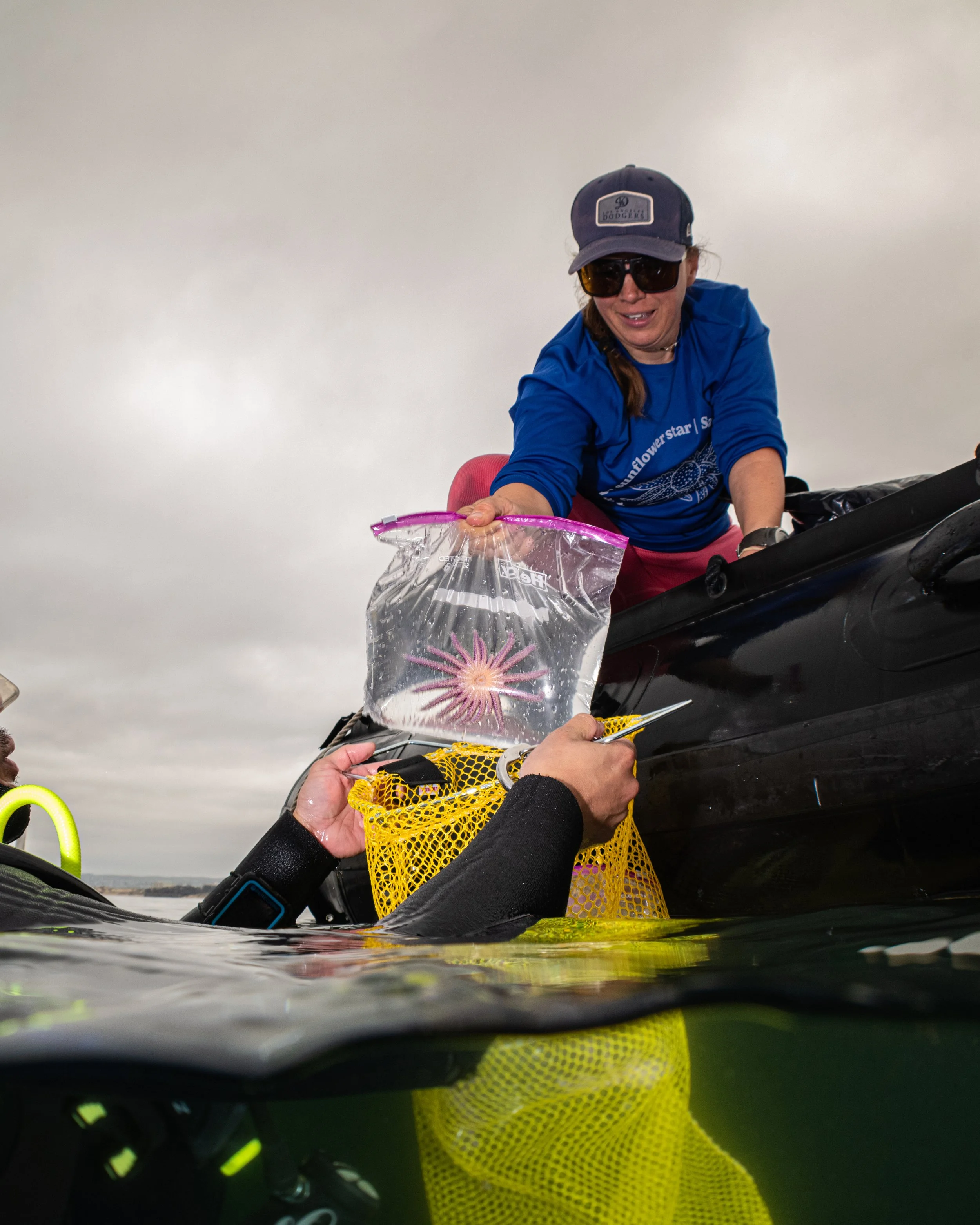 Ashley Kidd with juvenile sunflower star crawling on data board
