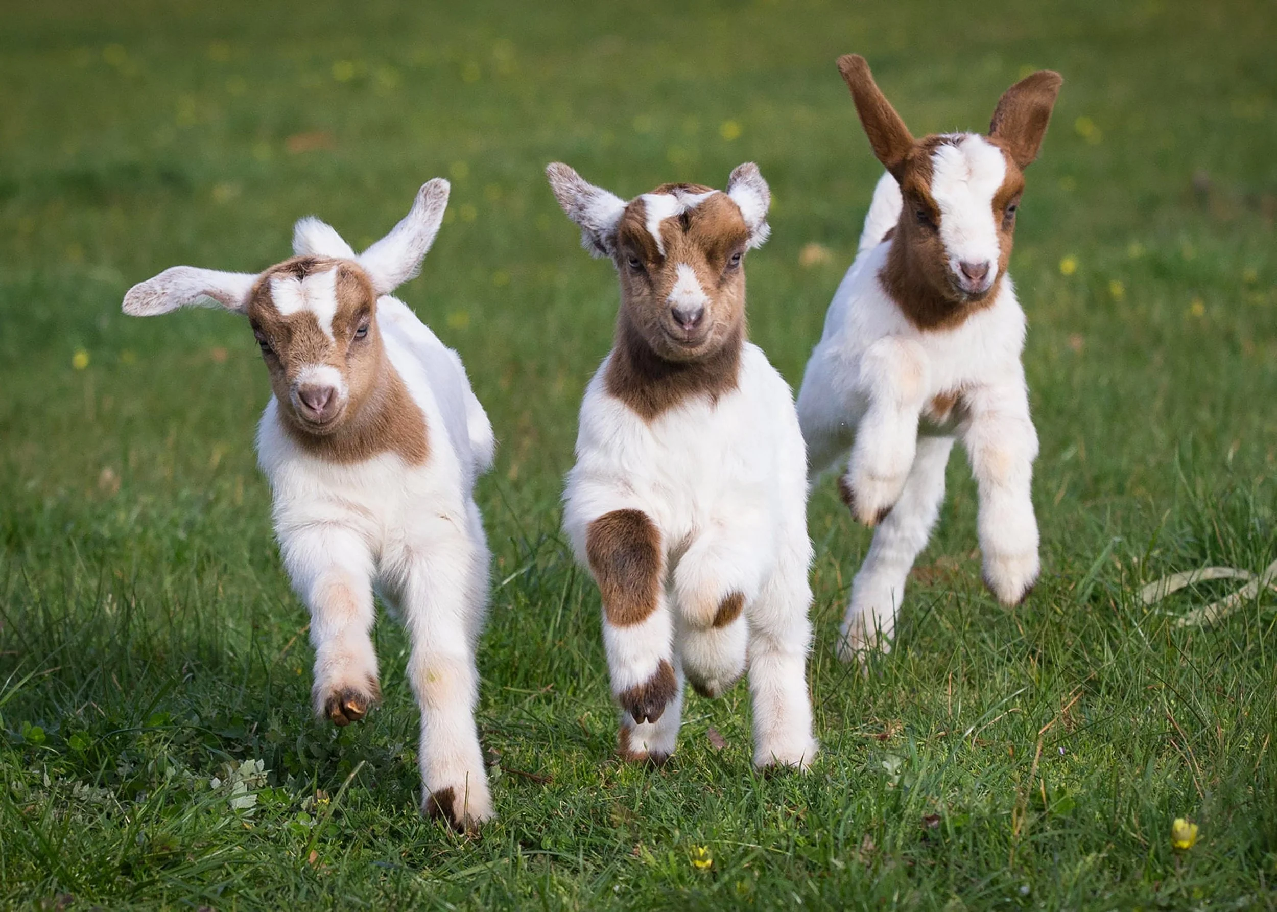 Session 1: A Goatrunner has got to Run the Goats! 