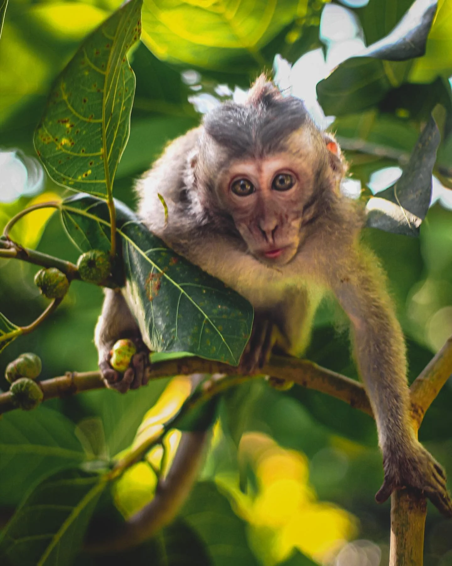Such a photogenic cutie

#wonderfulindonesia
#beautifuldestinations #travel #traveling #voyaged #instagram #sunrise #livefolk #folkindonesia #lightroom #indonesia #moodygrams