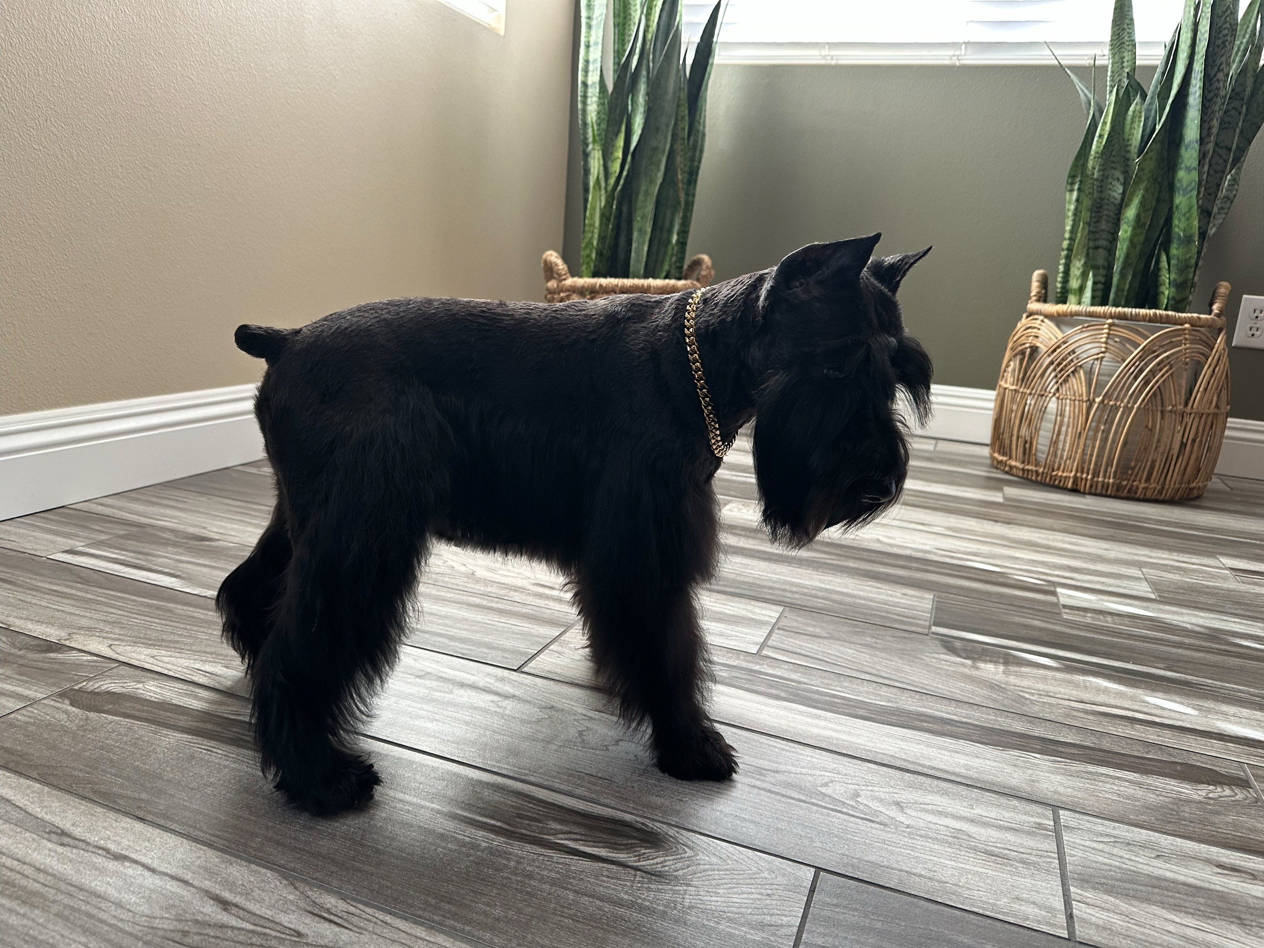 Enzo our handsome AKC pure Black Miniature Schnauzer is a true beauty. He has a fun-loving, goofy personality that brings joy to everyone around him. He absolutely loves going for walks and is always excited for a "bye-bye" adventure. His friendly na