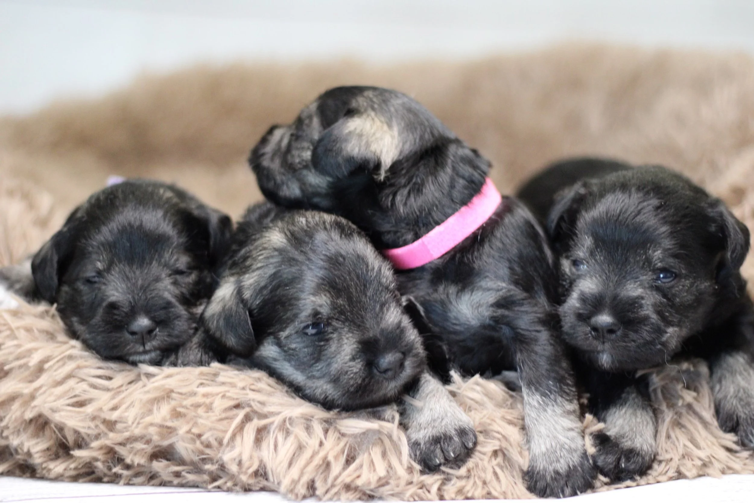 This is the gang, just got through eating so in a milk coma. They are 2 1/2 weeks old growing fast!
