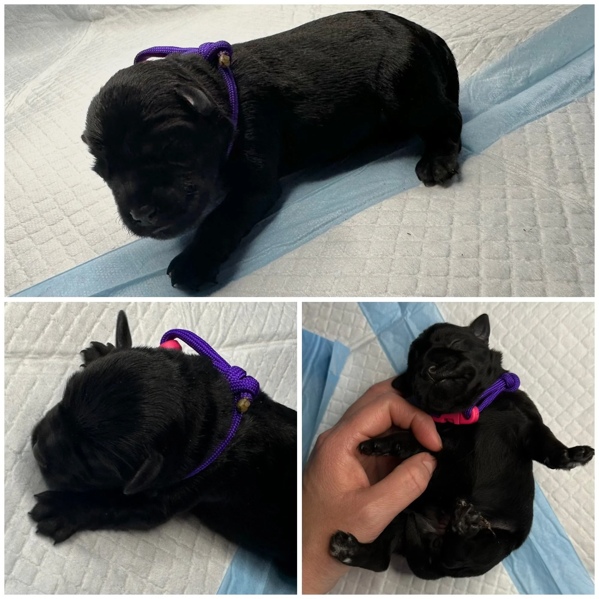Bonnie 2 days old 10/5/23