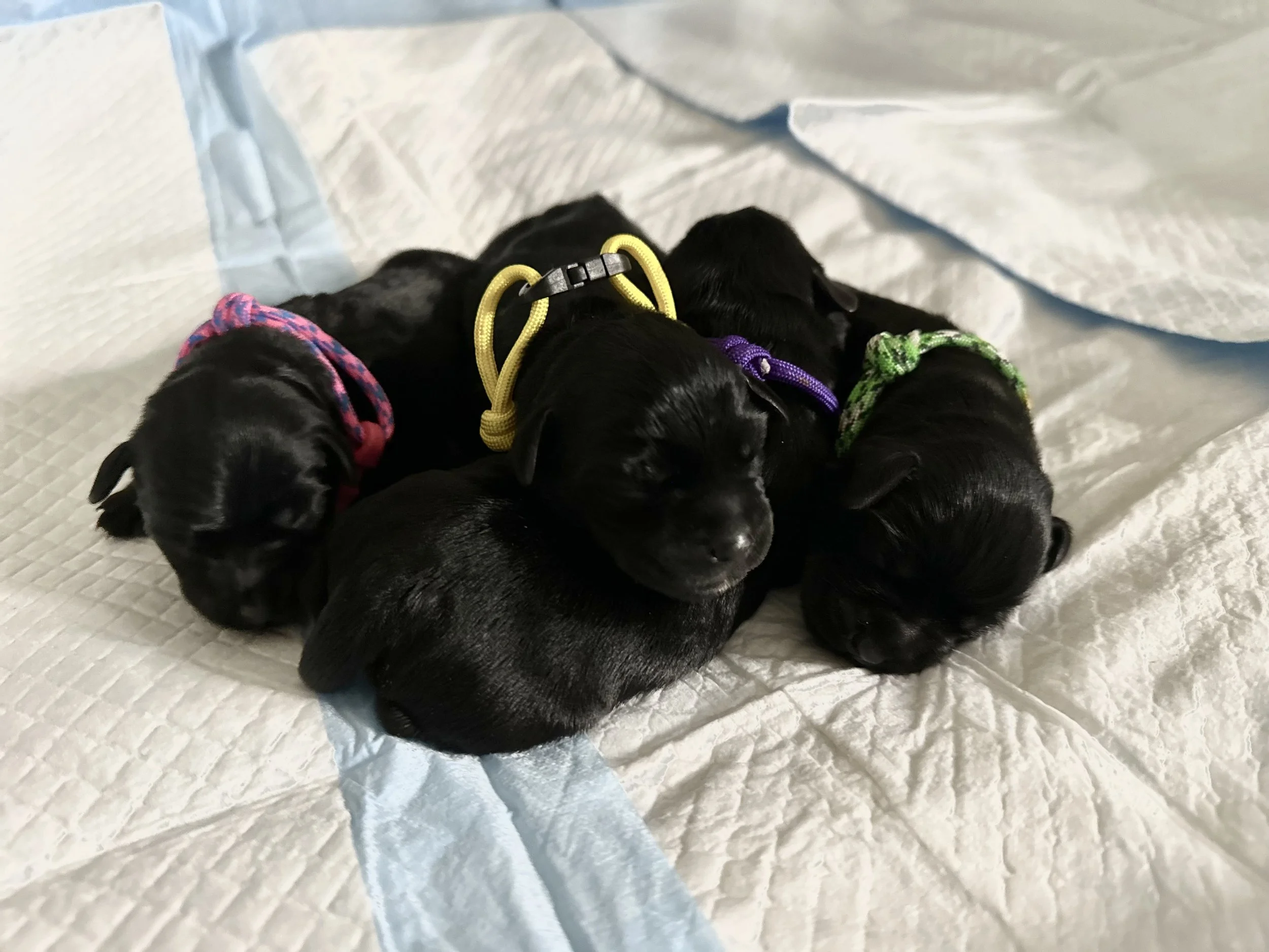 Hopes little girls 2 days old 10/5/23
