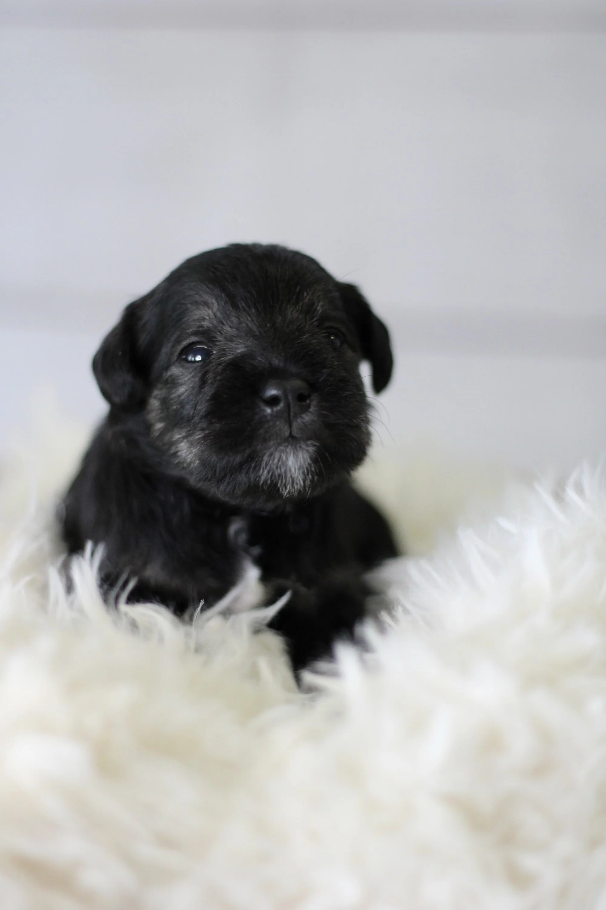 This little guy is looking for a toy!
