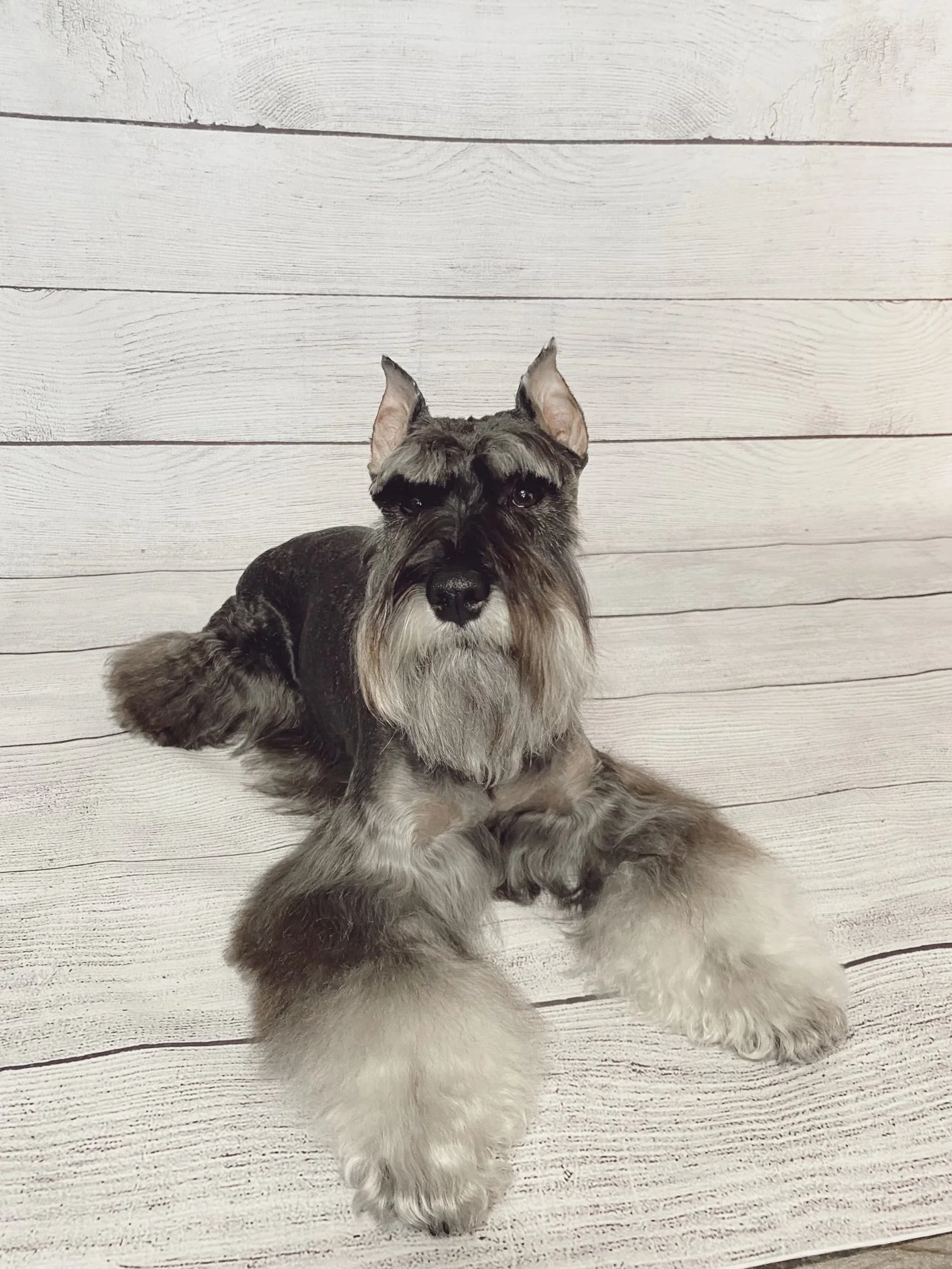 Meet Klaus

Our AKC salt and pepper Miniature Schnauzer, Klaus, is the perfect blend of rugged spirit and refined intelligence. With a natural love for the outdoors, he thrives in adventure..whether it’s exploring new terrain or diving into the water