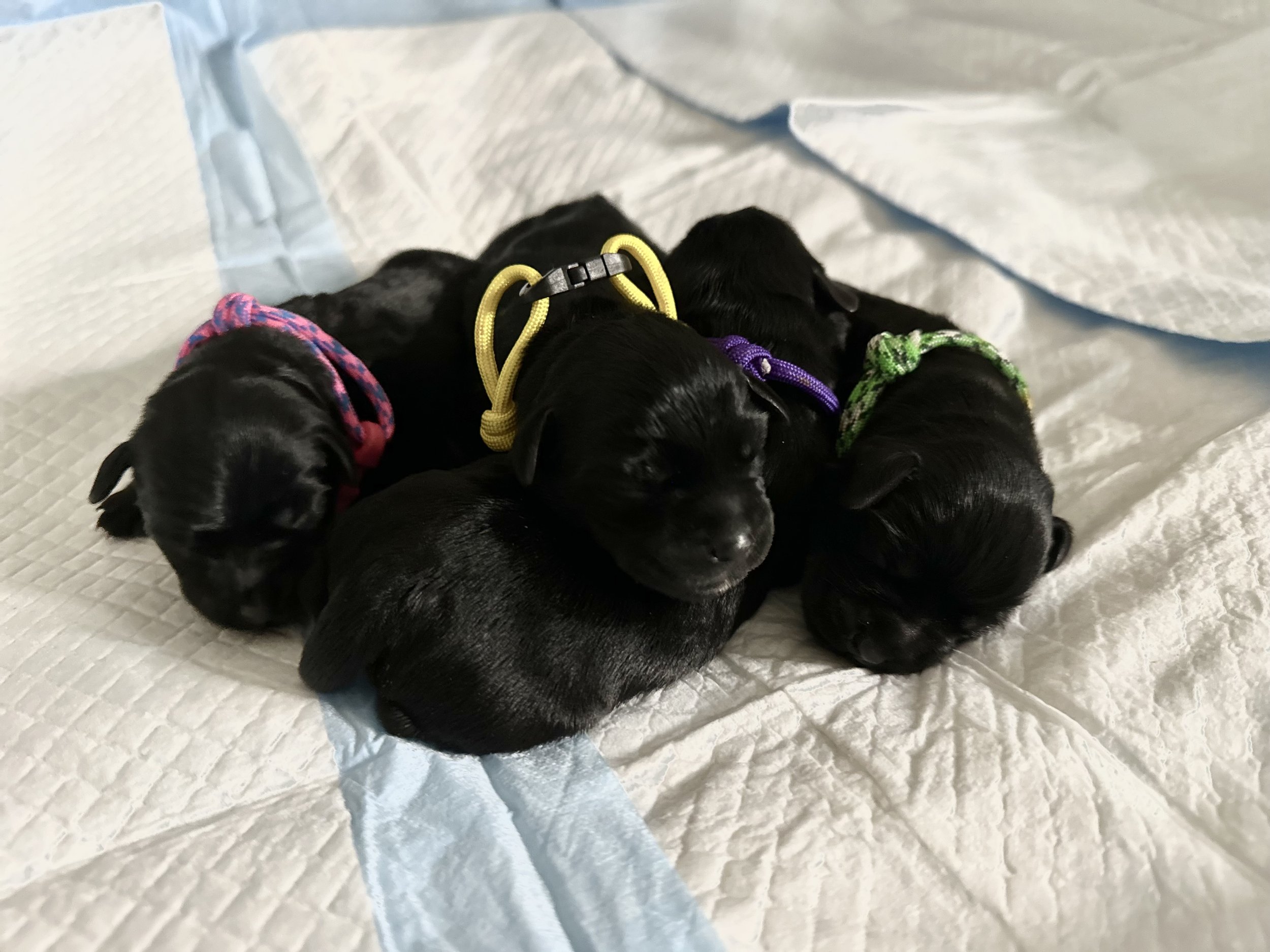 Hopes little girls 2 days old 10/5/23