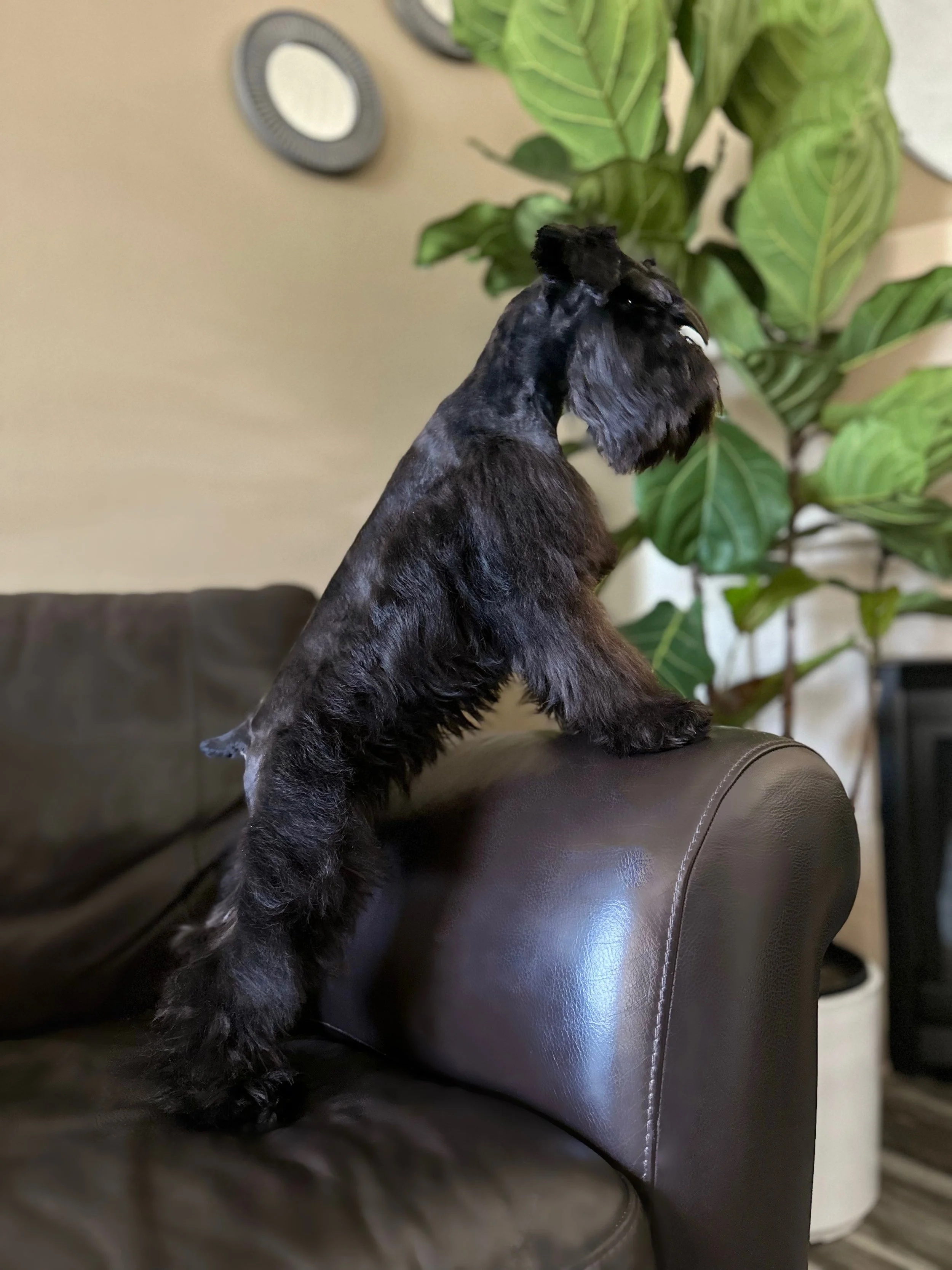Bonnie is a stunning Black Miniature Schnauzer with exceptional AKC Champion bloodlines. She is incredibly intelligent, playful, and full of energy. Her loving and caring nature extends to both her human family and her puppies. Bonnie is highly loyal