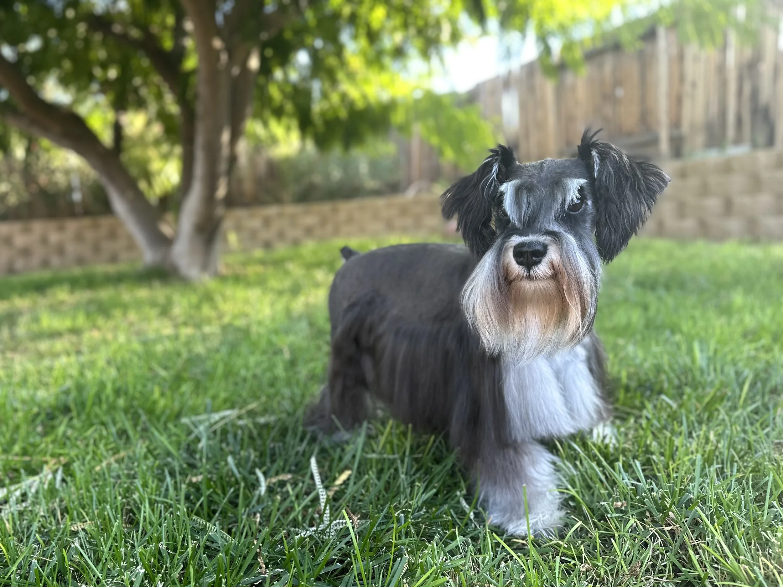 Hope is a stunning Black and Silver Miniature Schnauzer with exceptional AKC Champion bloodlines. She possesses an outstanding personality, getting along effortlessly with everyone she meets. Incredibly intelligent, she is both affectionate and prote