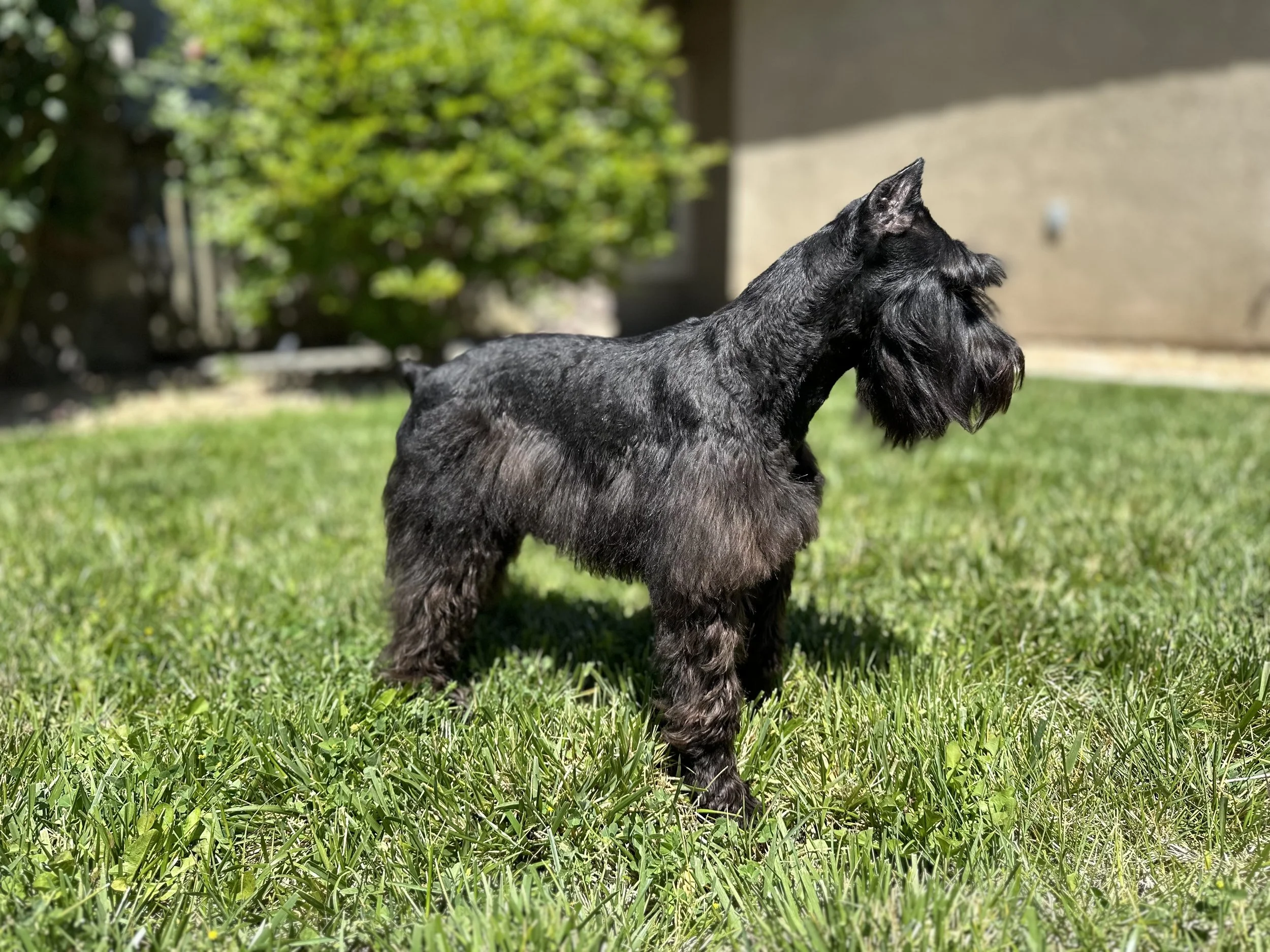 Mini Schnauzer Stud Service in Southern California. Champion Bloodlines ...