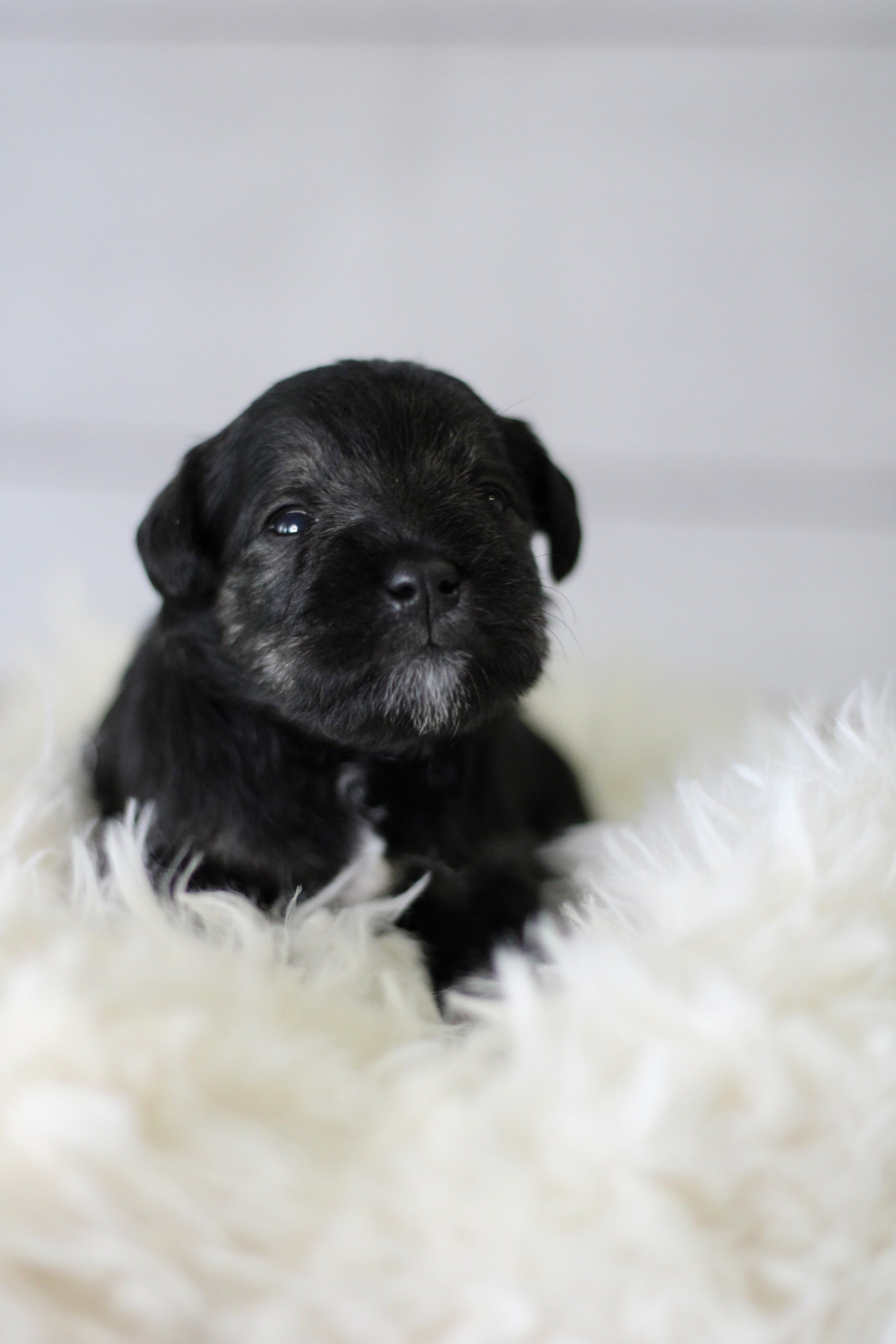 This little guy is looking for a toy!