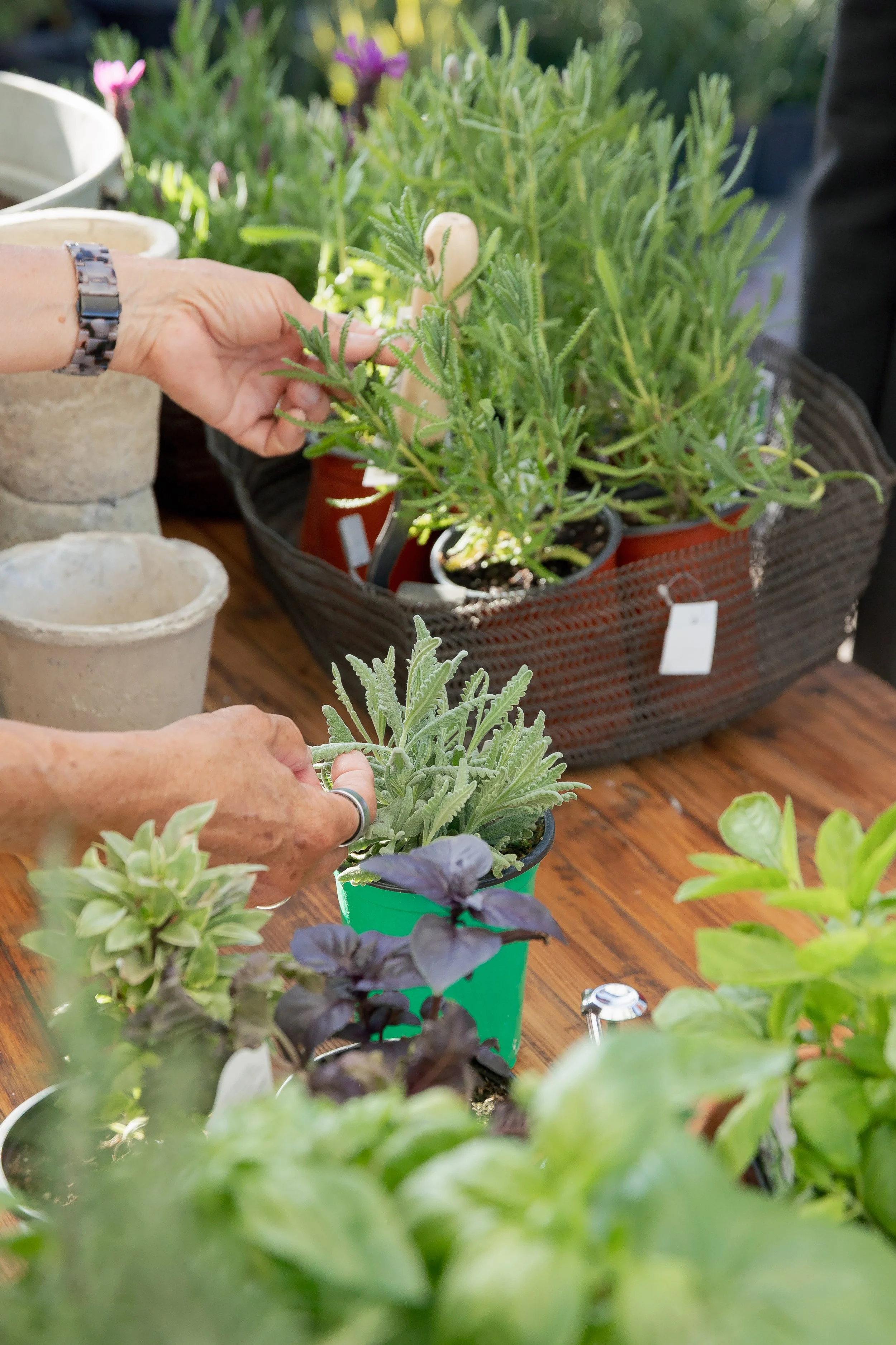 Hands of two people tending to potted plants with green and purple foliage on a wooden table.